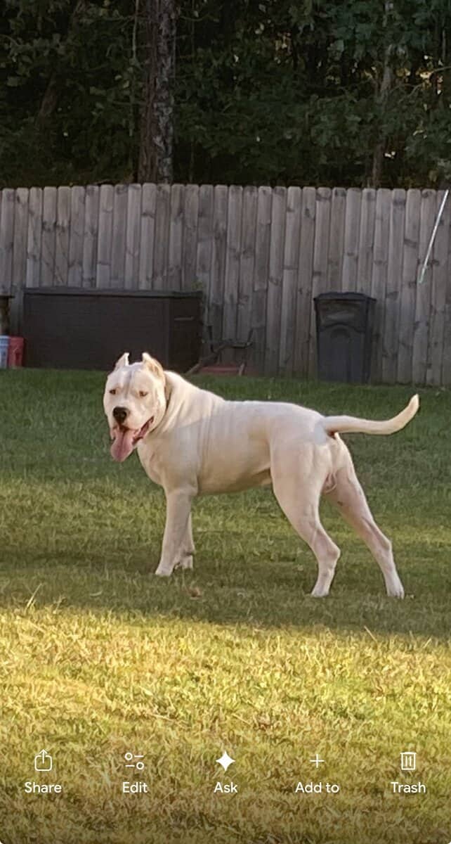 Dogo Argentino rehoming image 1