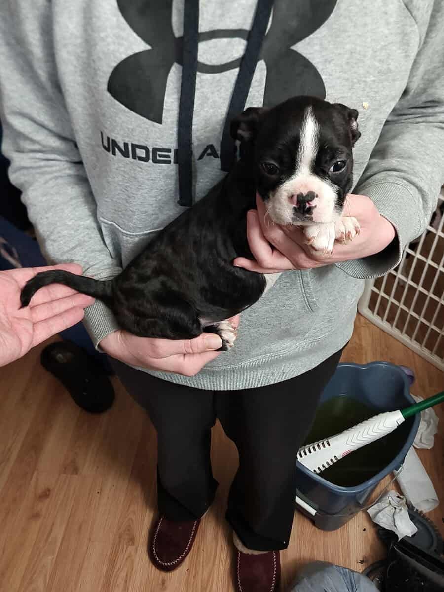 Boston terrier puppies image 2