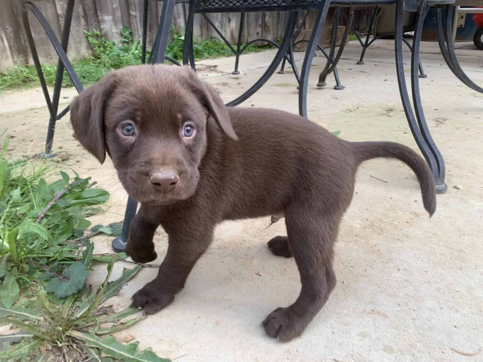 Lab Puppies image 1