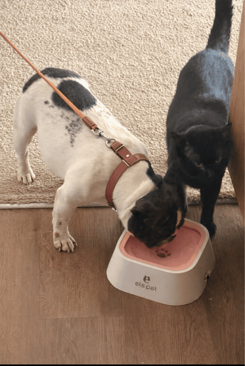 Female Frenchie looking for new home image 1