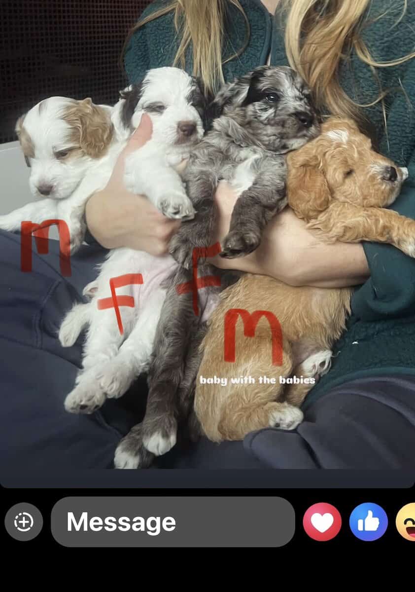 LABRADOODLE PUPPIES image 3