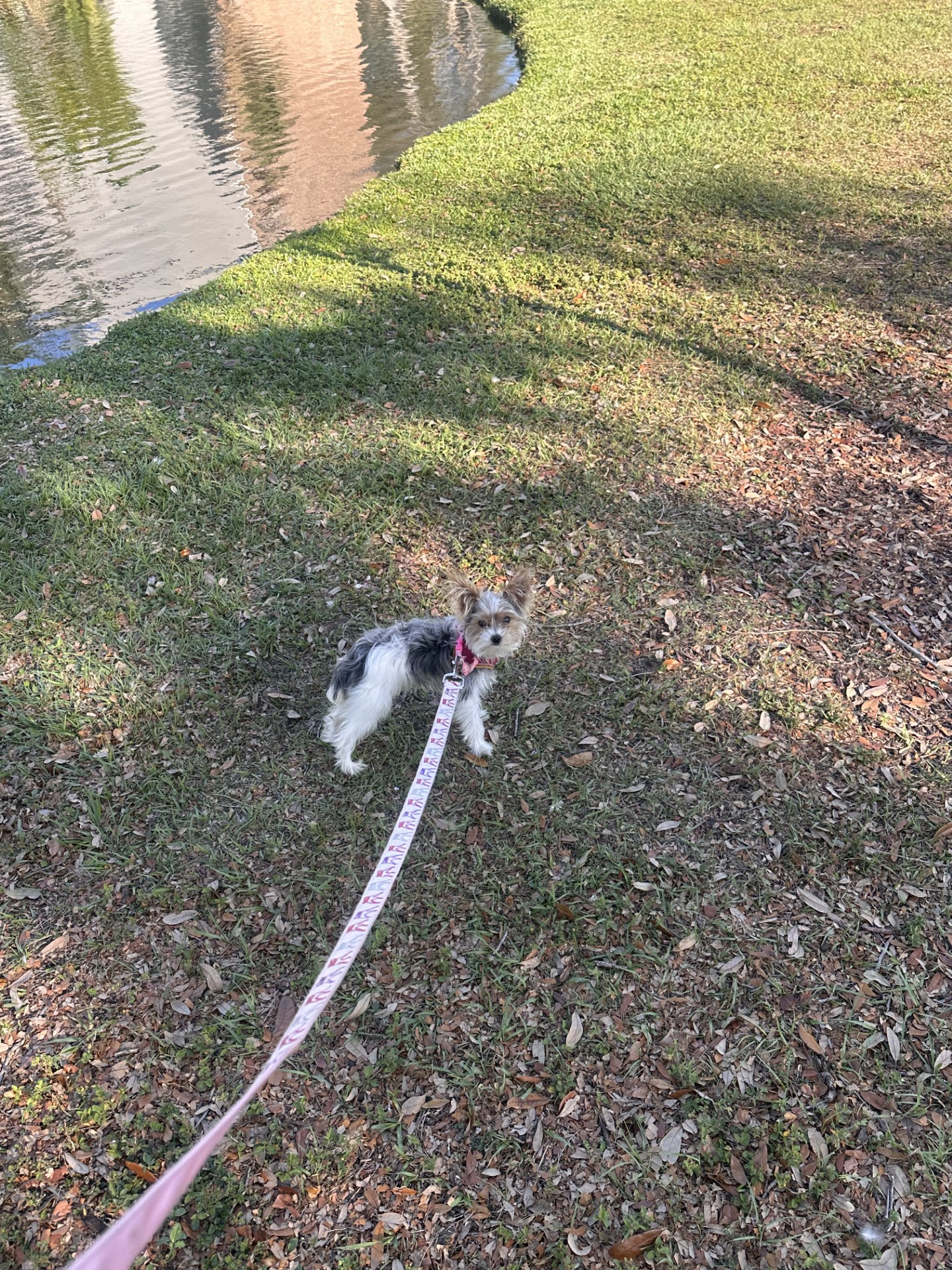Yorkie Puppy image 4