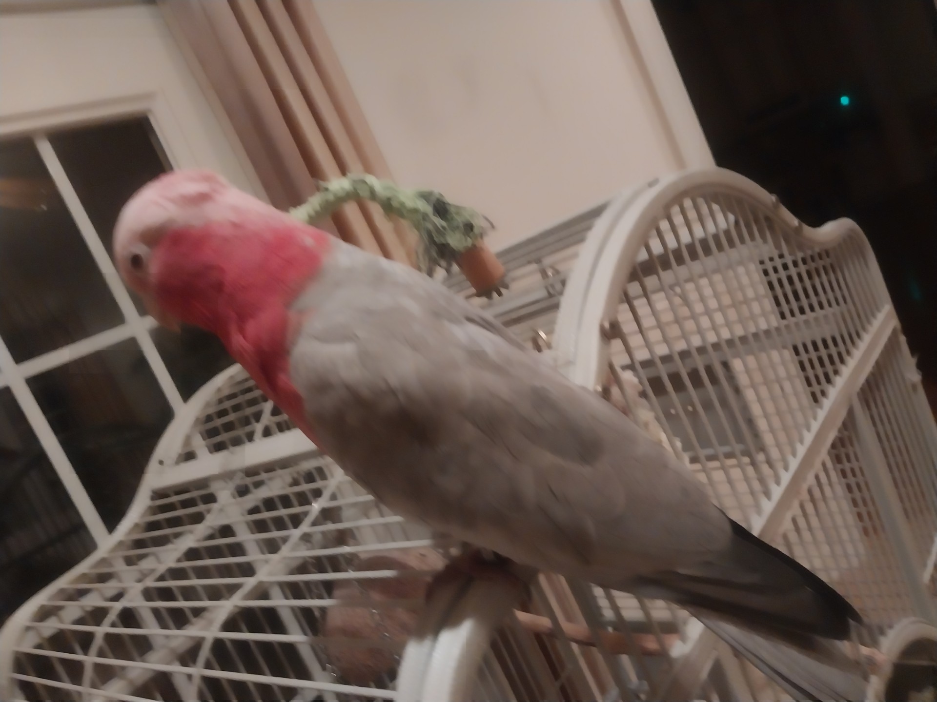 Rose Breasted Cockatoo image 4
