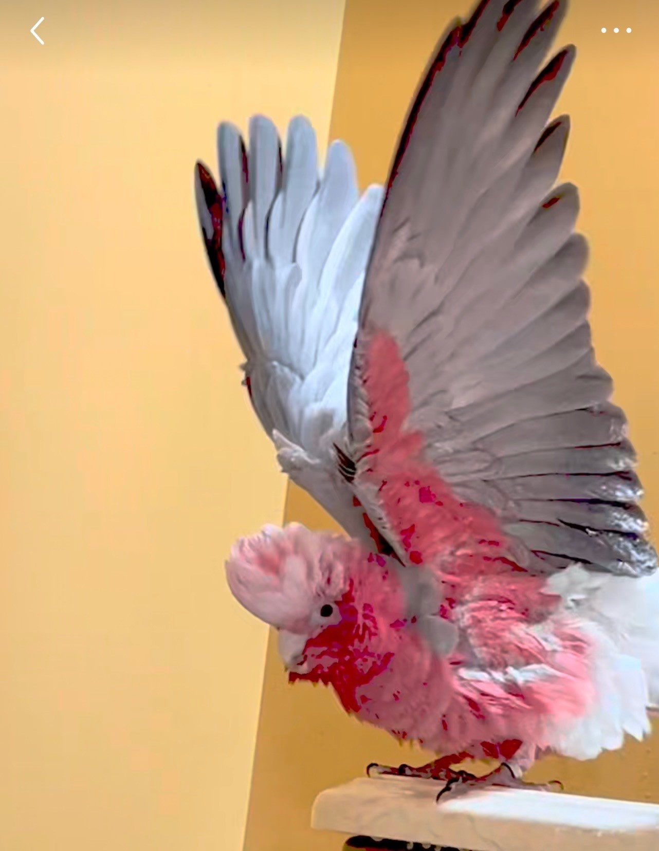Rose Breasted Cockatoo image 1