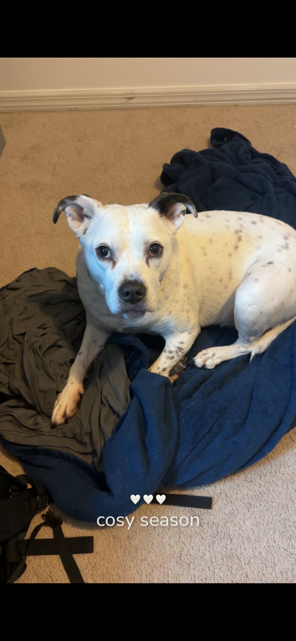 Dog image 3
