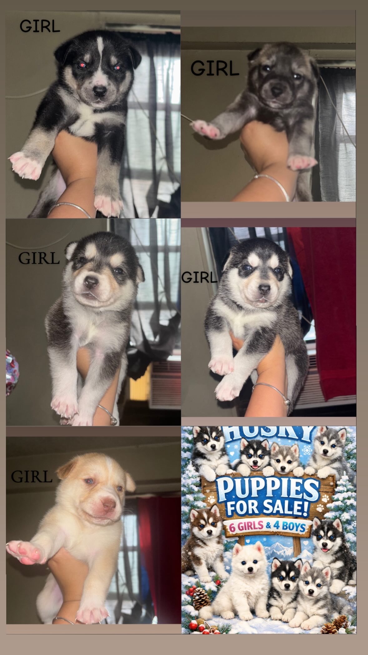 Huskie puppies image 1