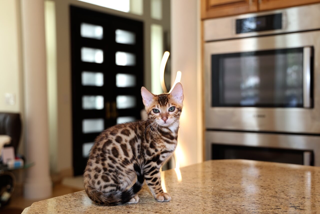 Bengal kitten image 1