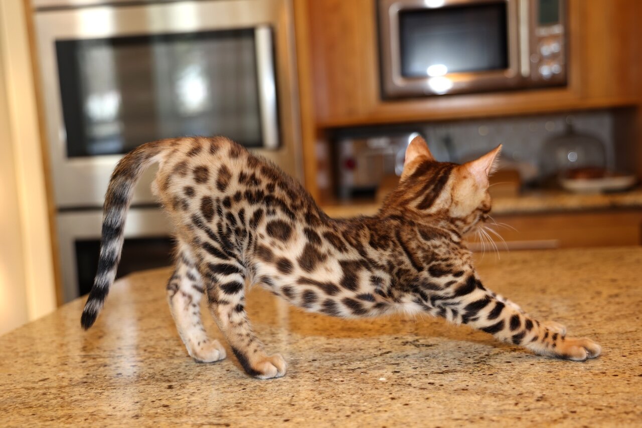Bengal kitten image 5