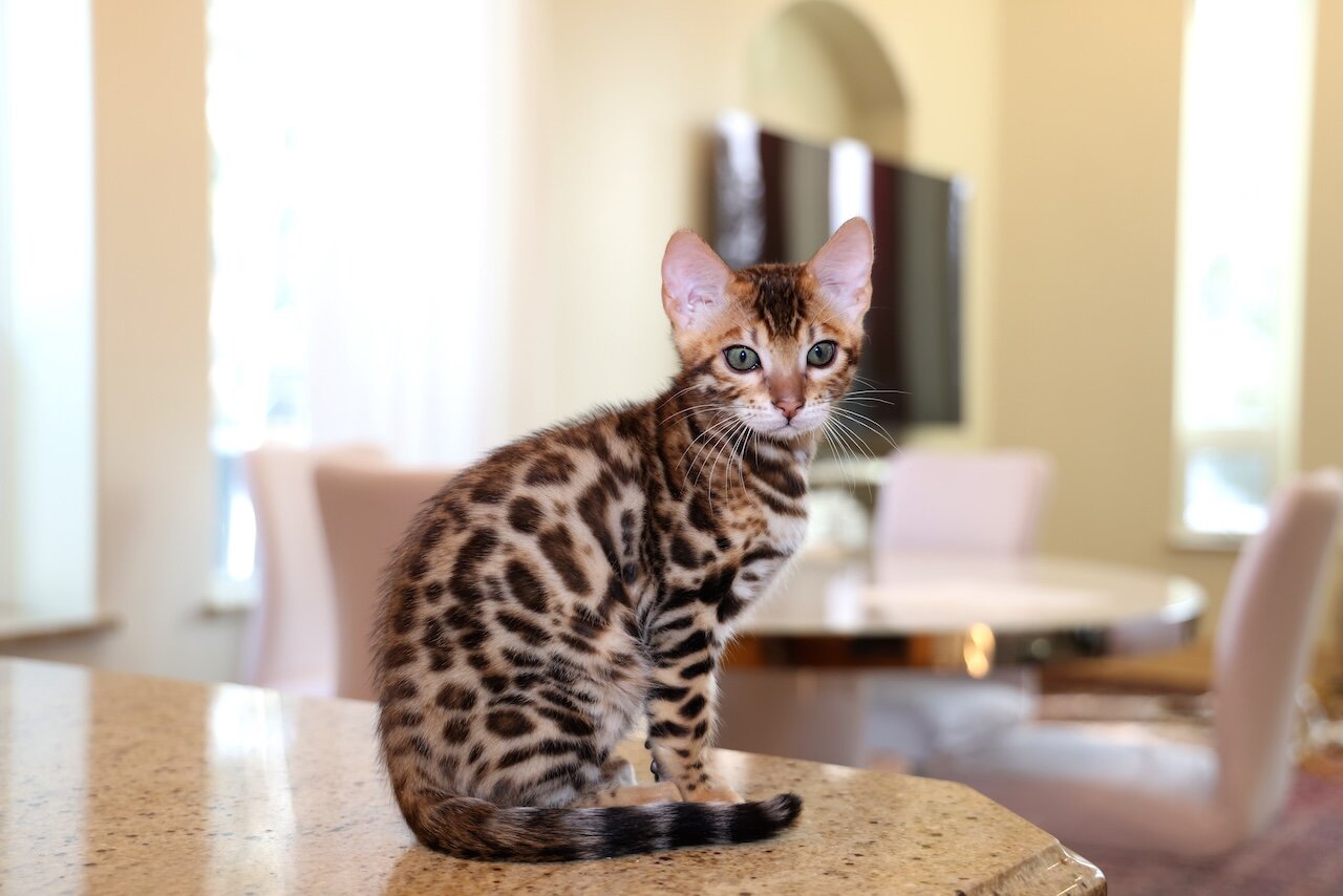 Bengal kitten image 6