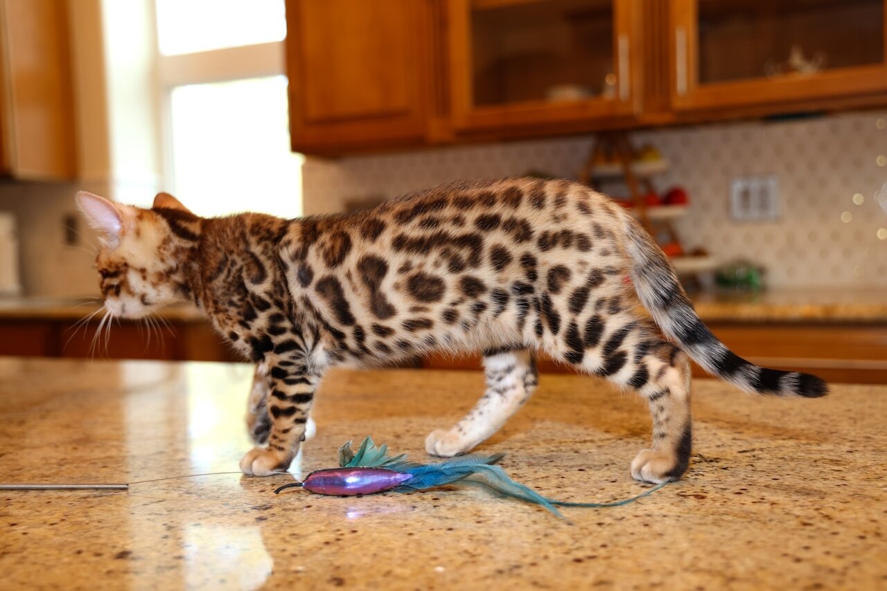 Bengal kitten image 4