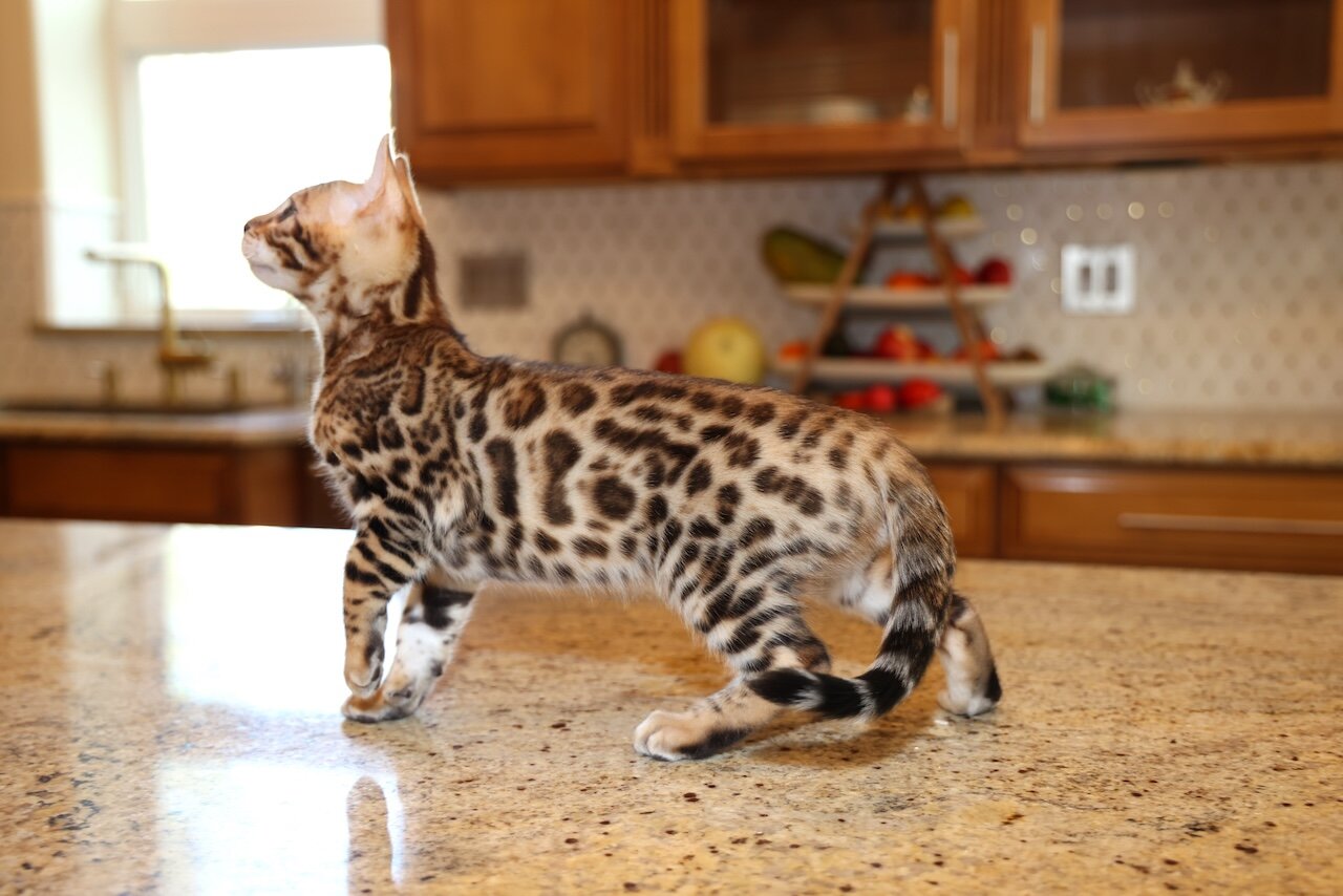 Bengal kitten image 3