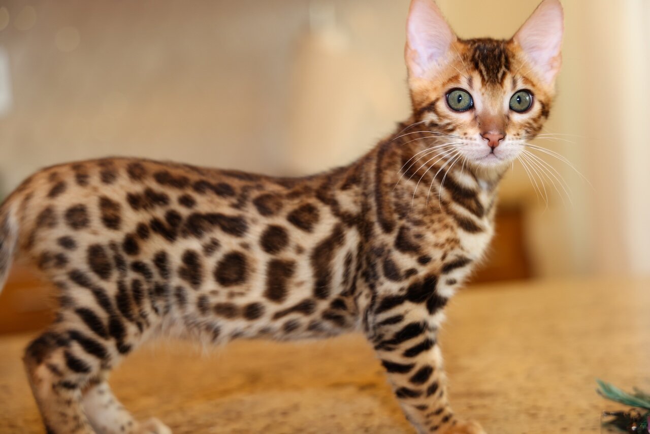 Bengal kitten image 2