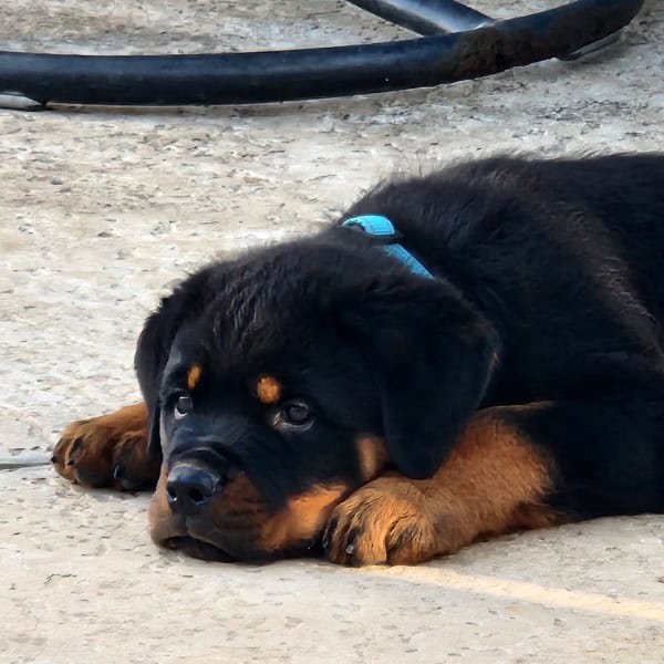 Full bread Rottweiler puppy with AKC parents image 2
