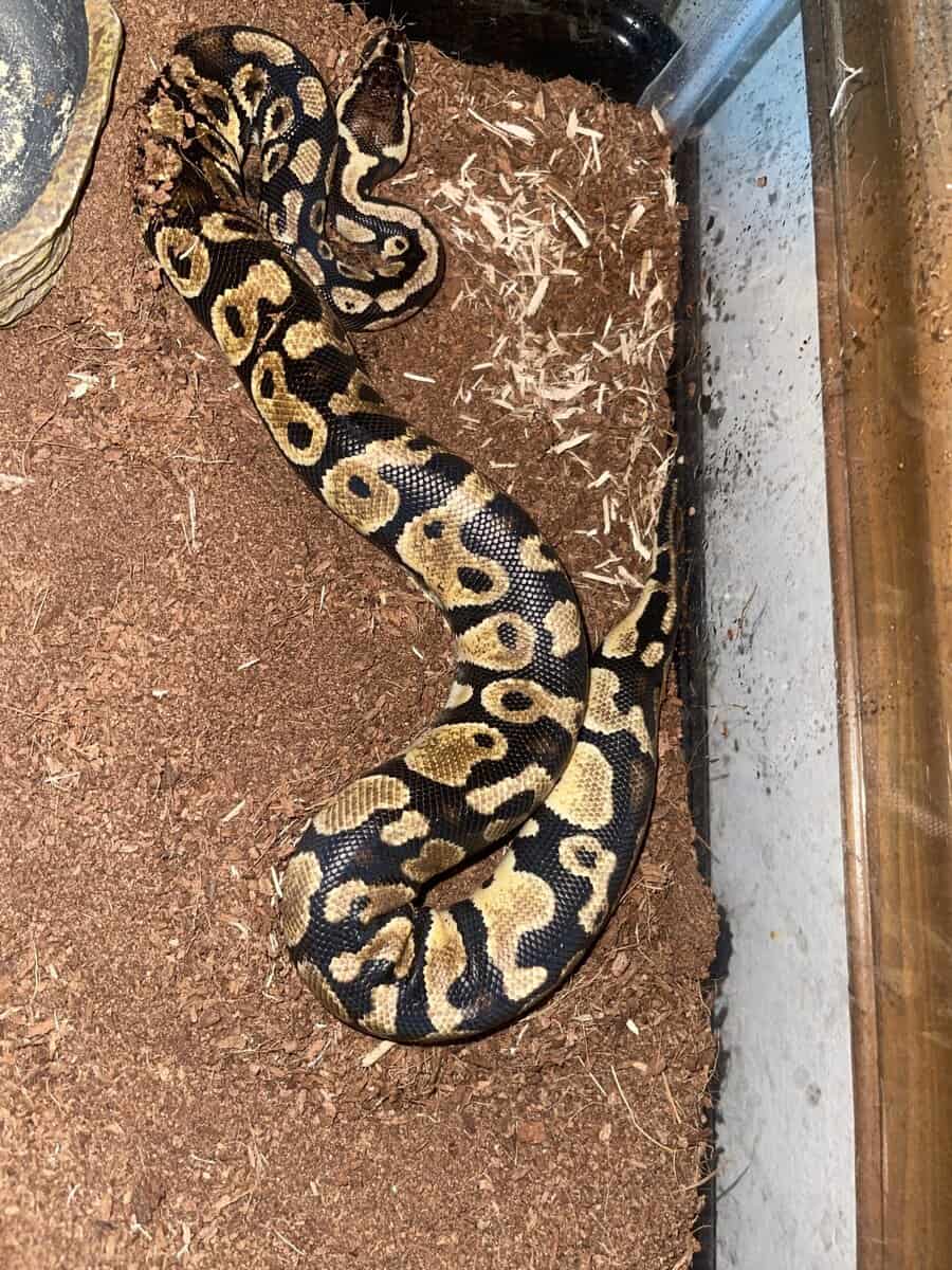 Python Pet Home Beautiful python for sale | PetClassifieds.com - petclassifieds