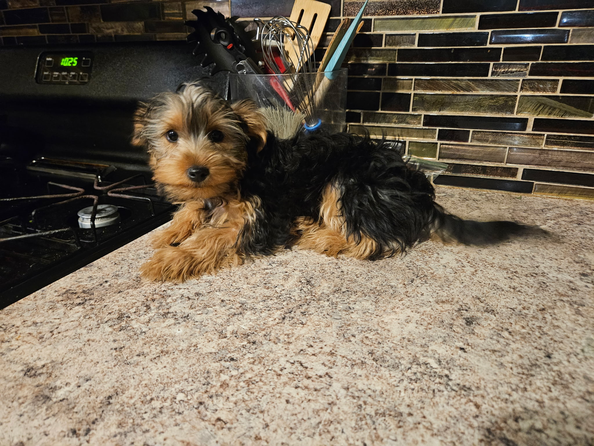 Beautiful Yorkshire Terrier Puppy image 7