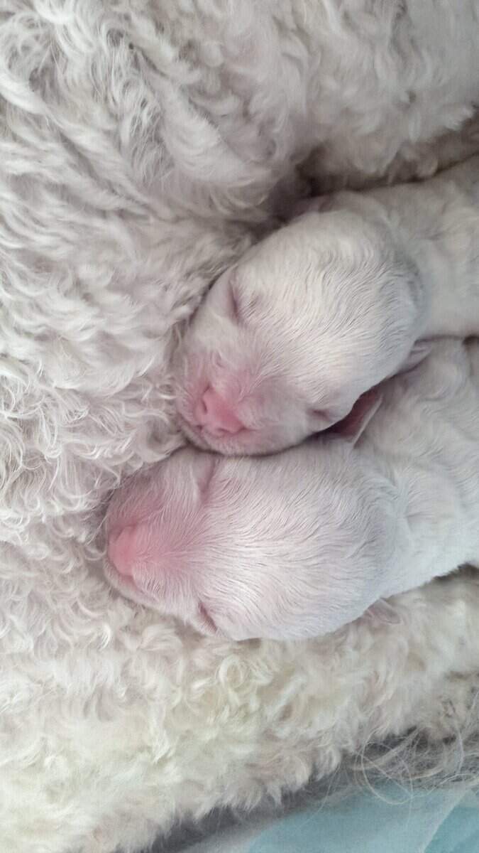 Korean Teacup Bichon Frise puppy image 4