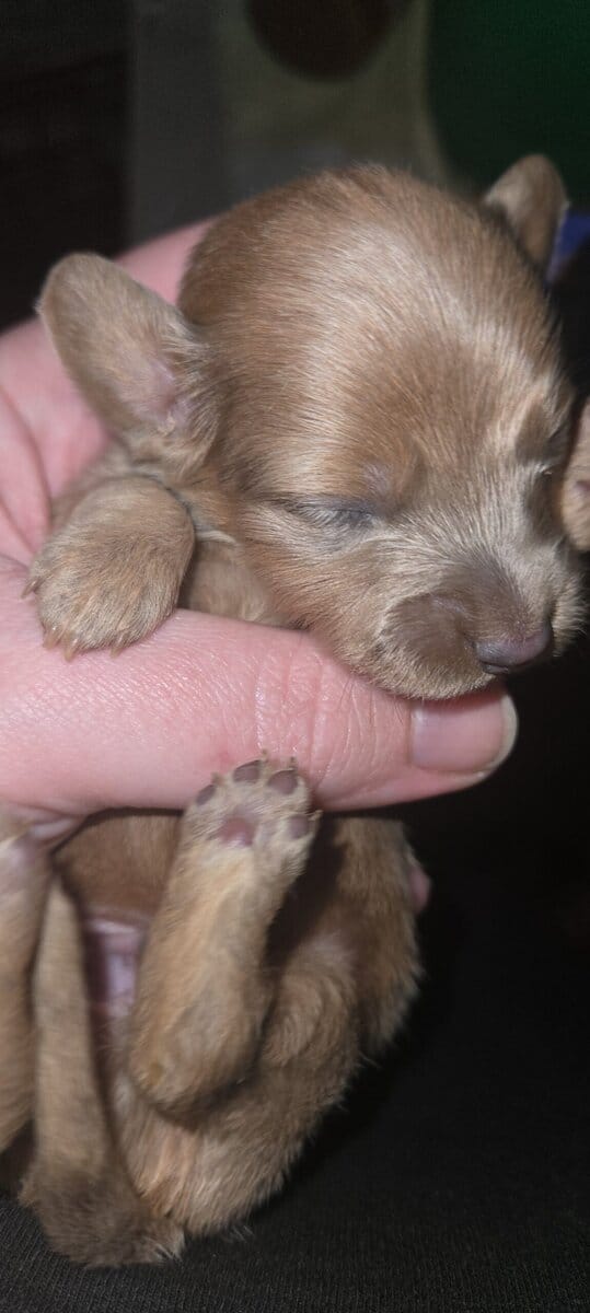 Miniature dachshund puppies image 12