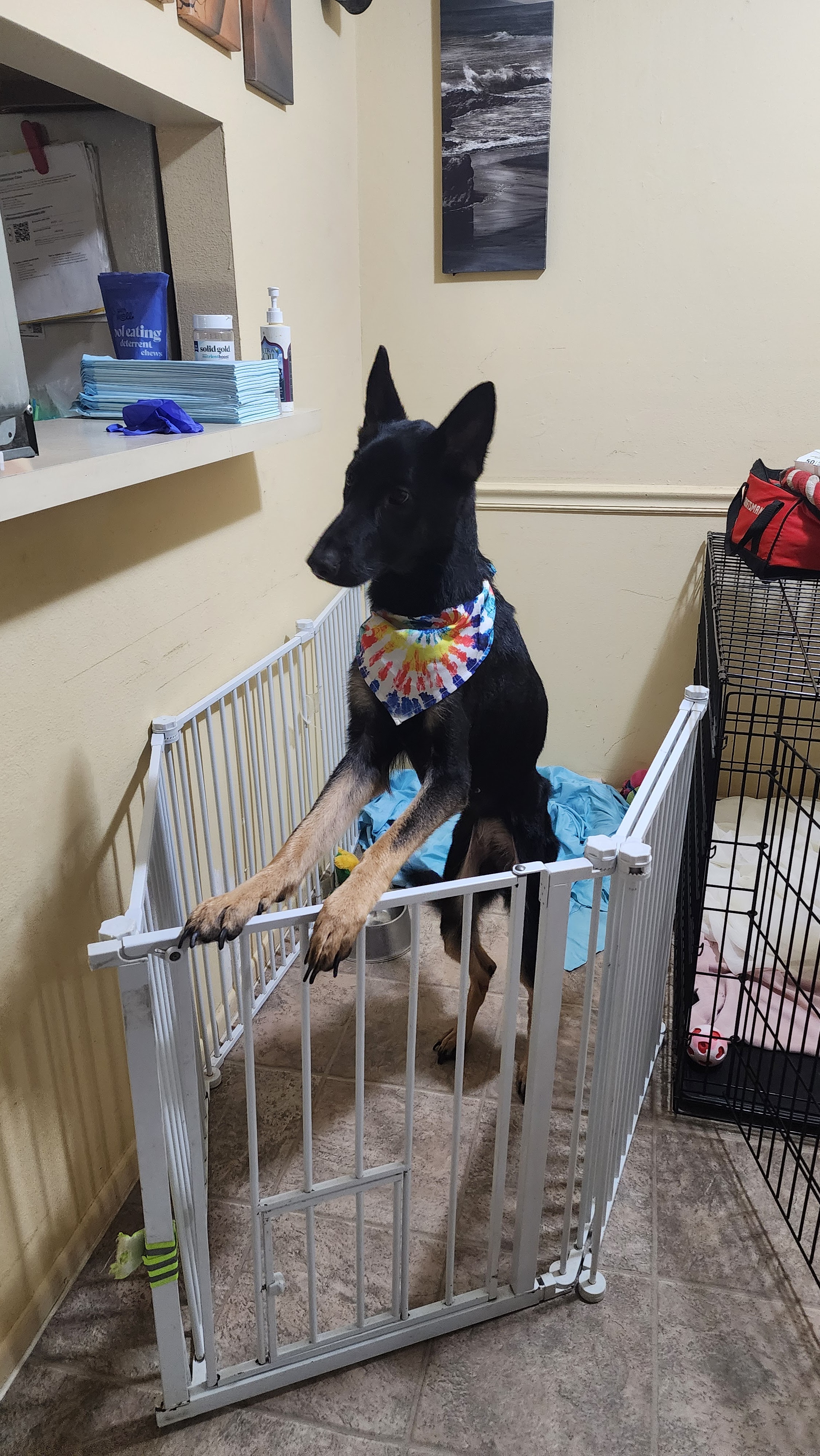 Dog image 1