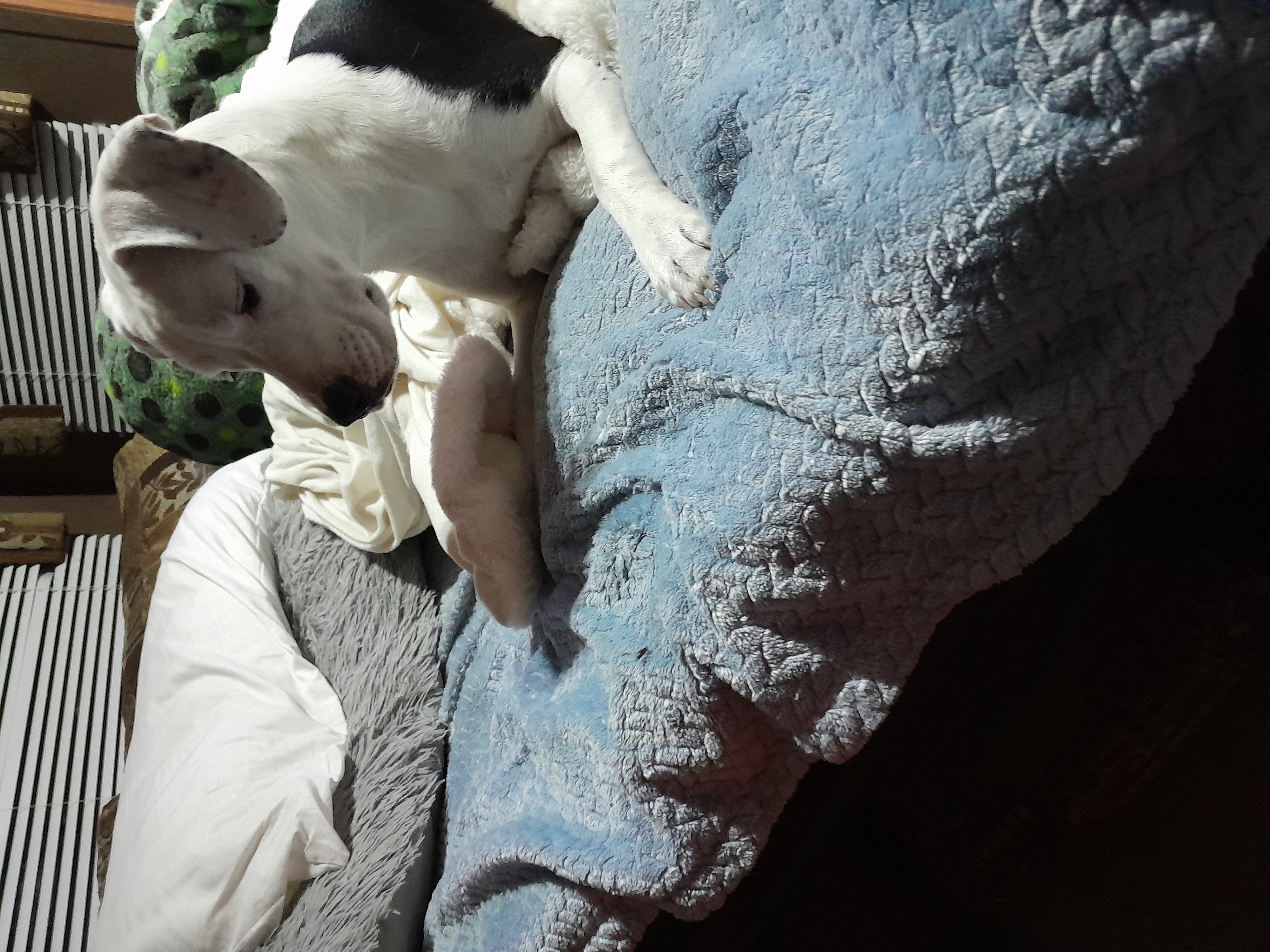 Dogs image 2