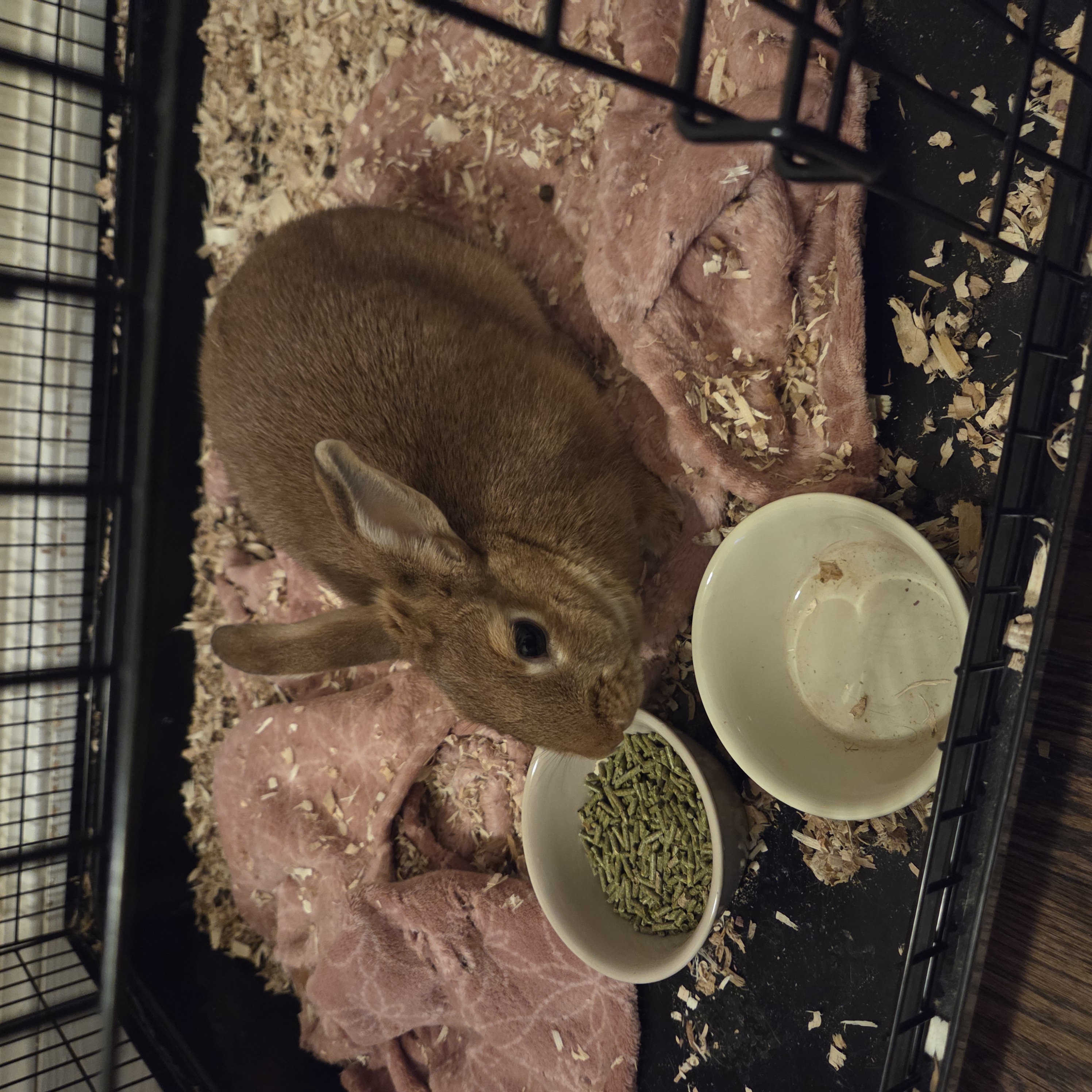 Two American Rabbits image 1