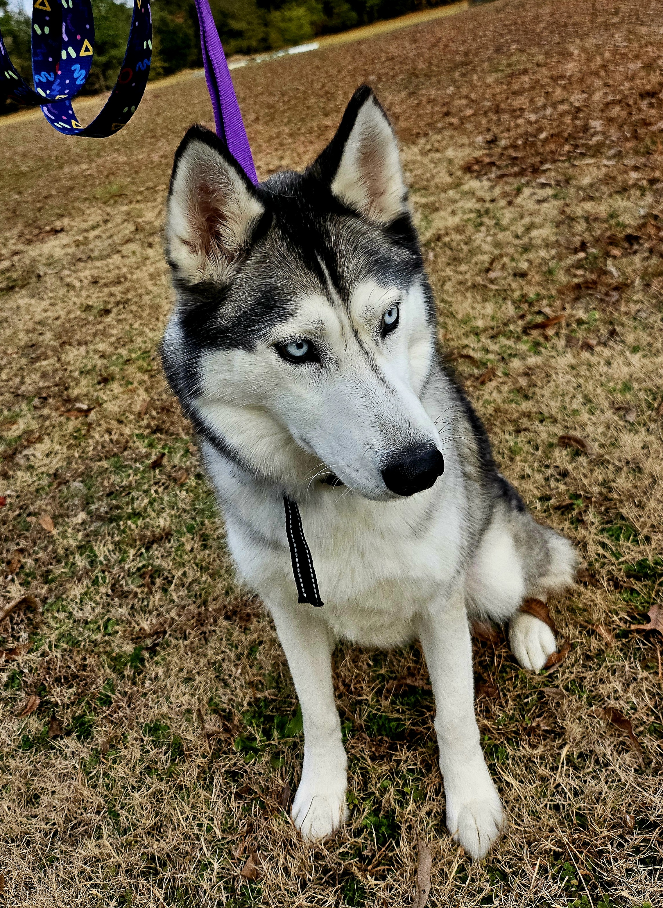 Siberian Husky image 2