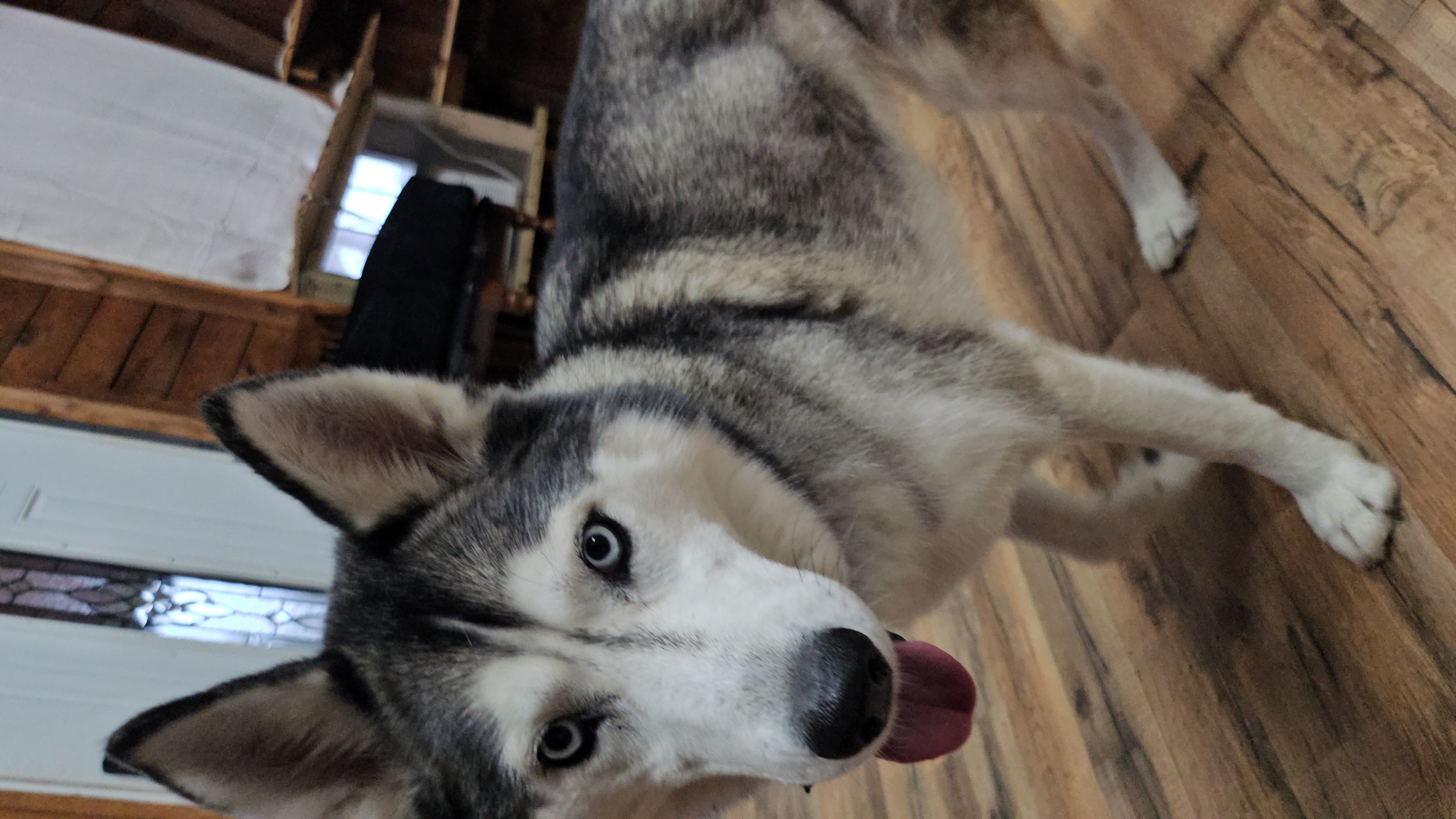 Siberian Husky image 1