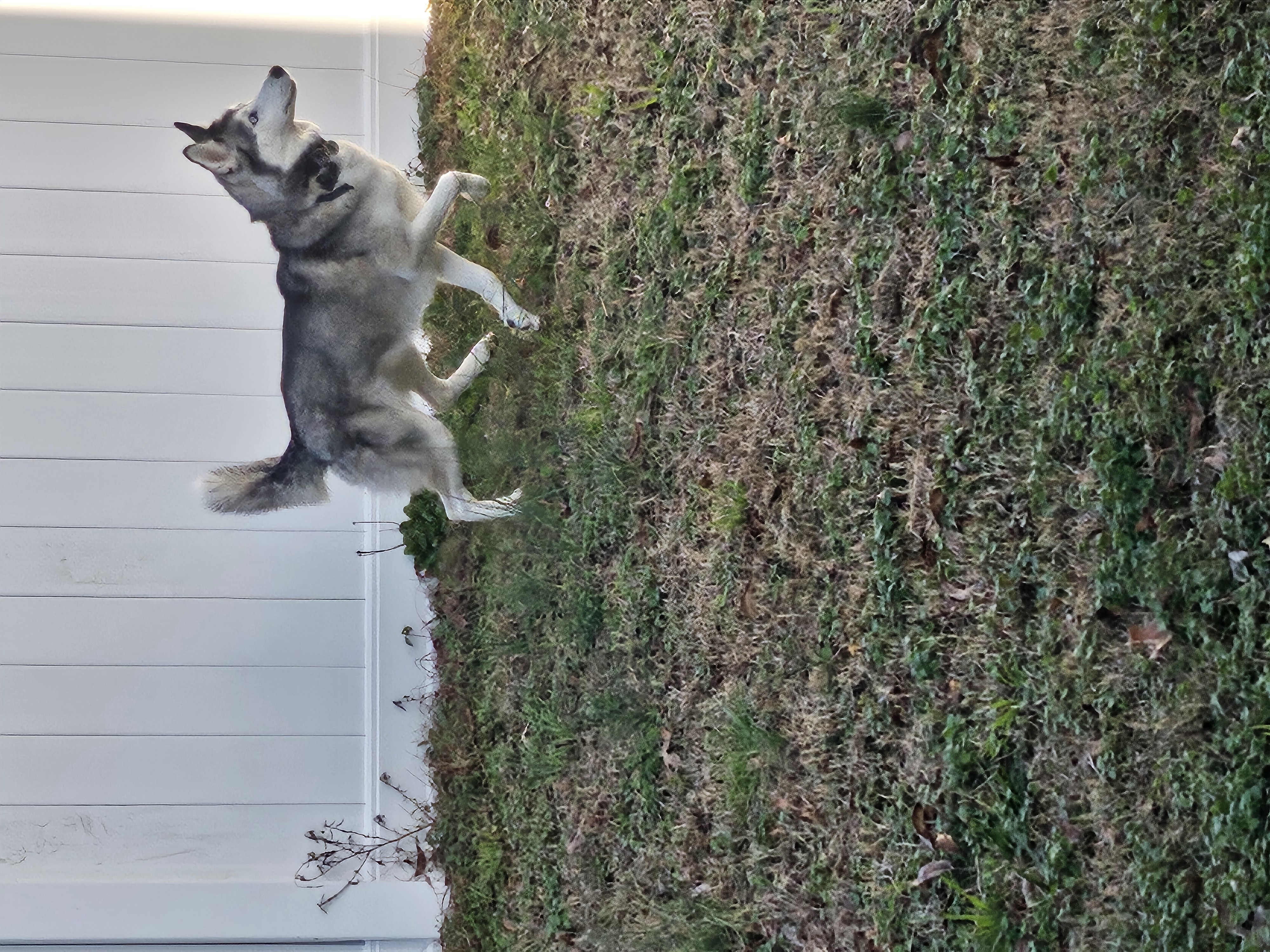 Siberian Husky image 3