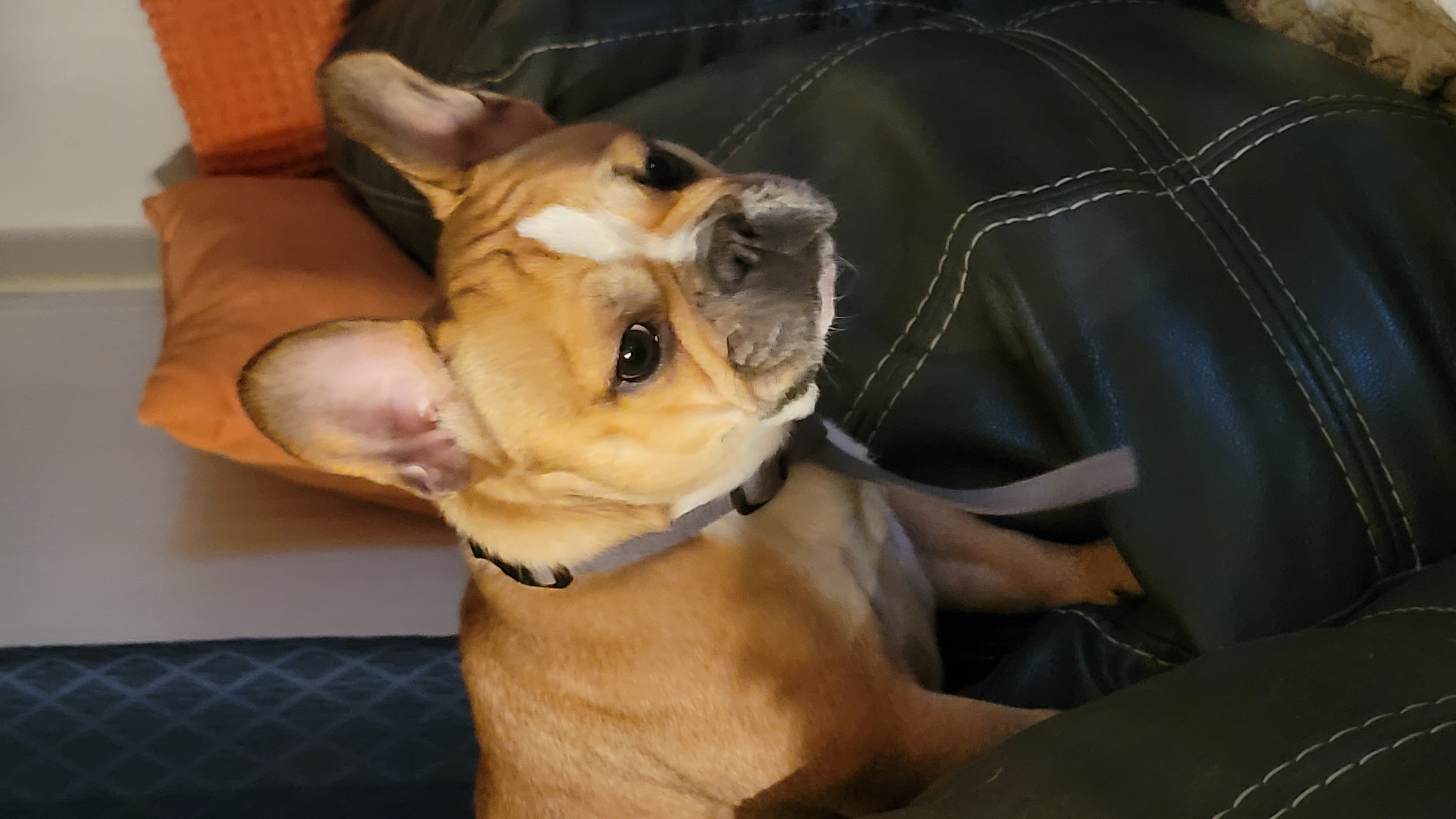 French bulldog image 2