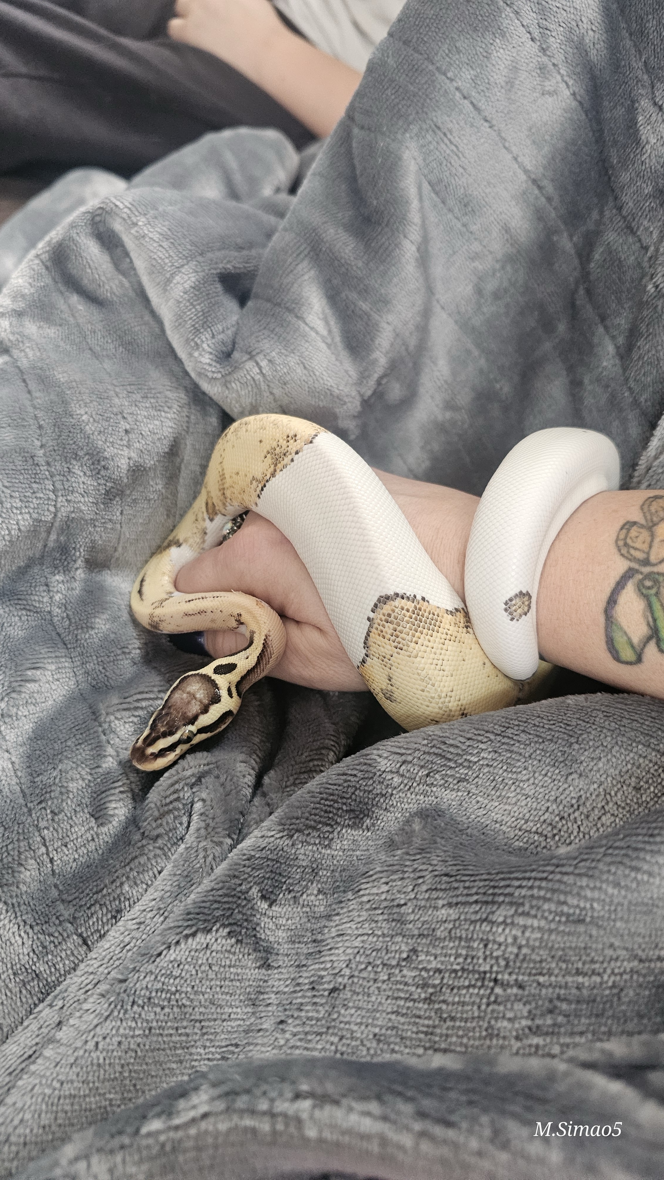 Rare Ball Python image 5