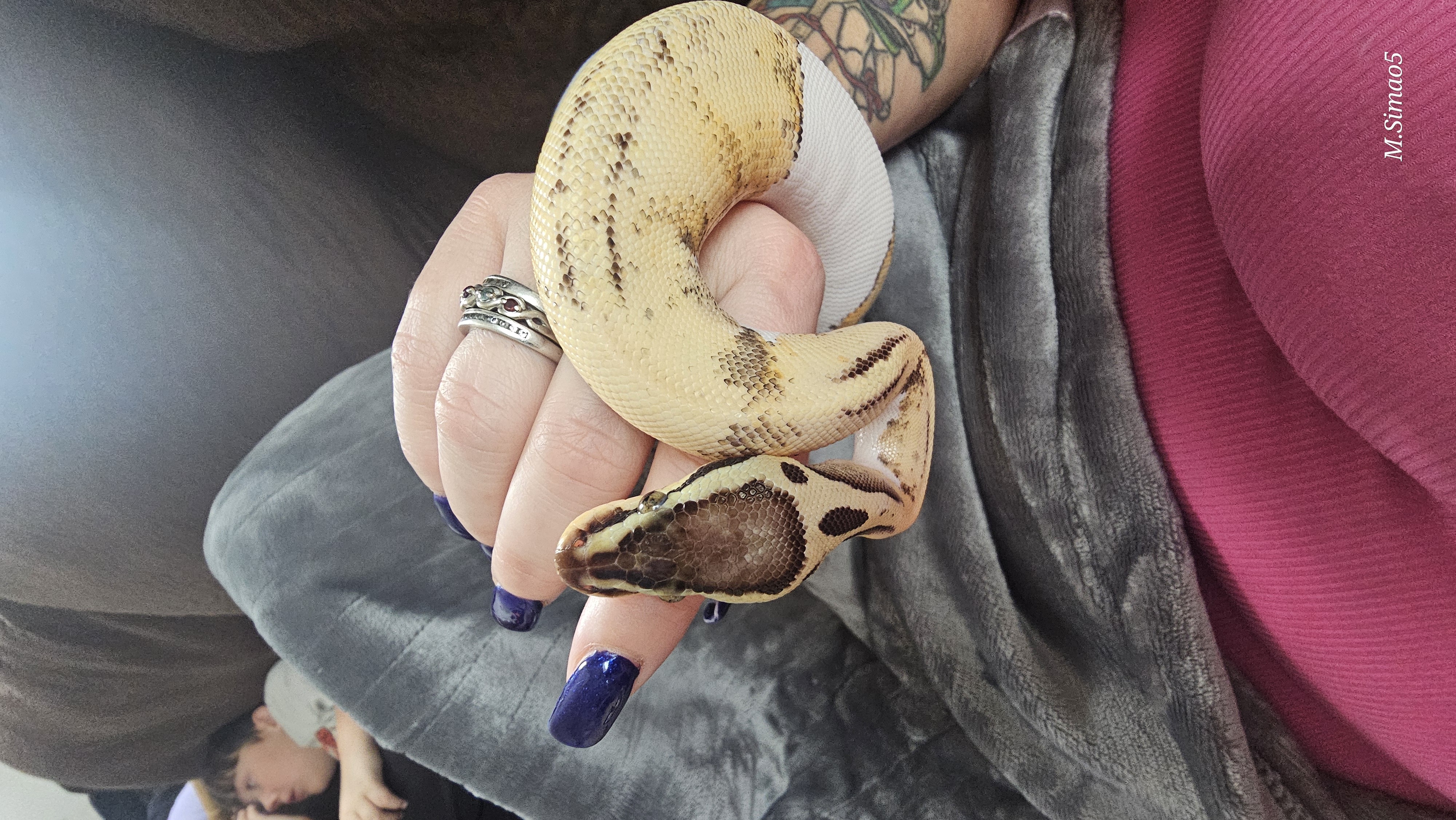 Rare Ball Python image 3