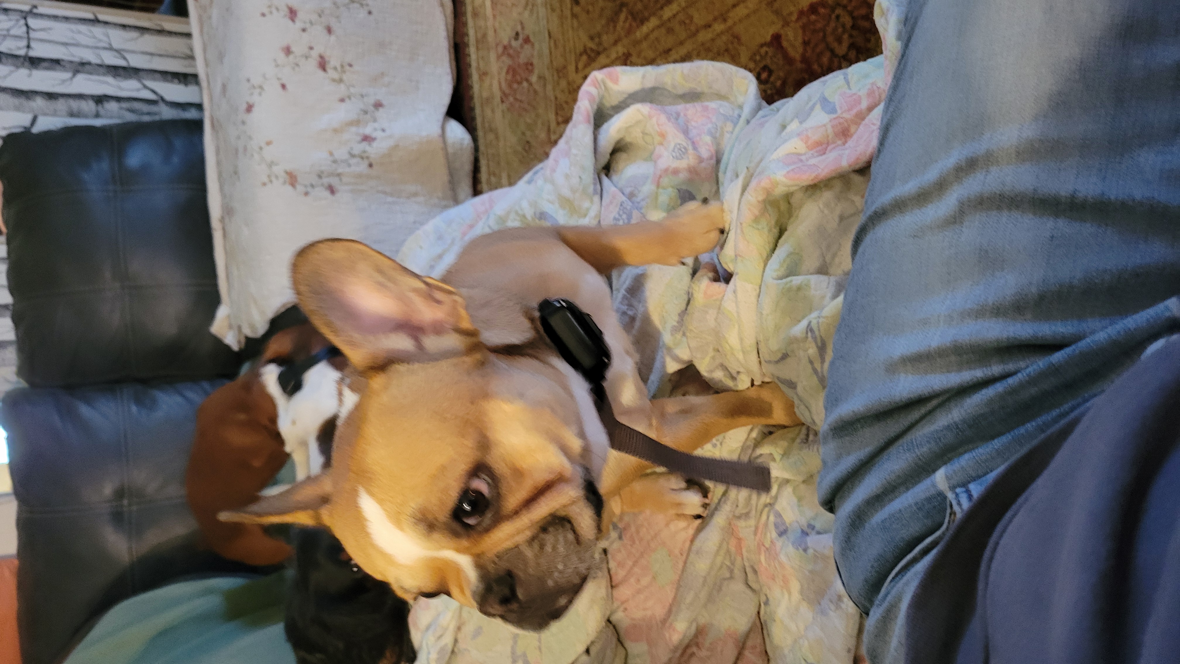 French bulldog image 1