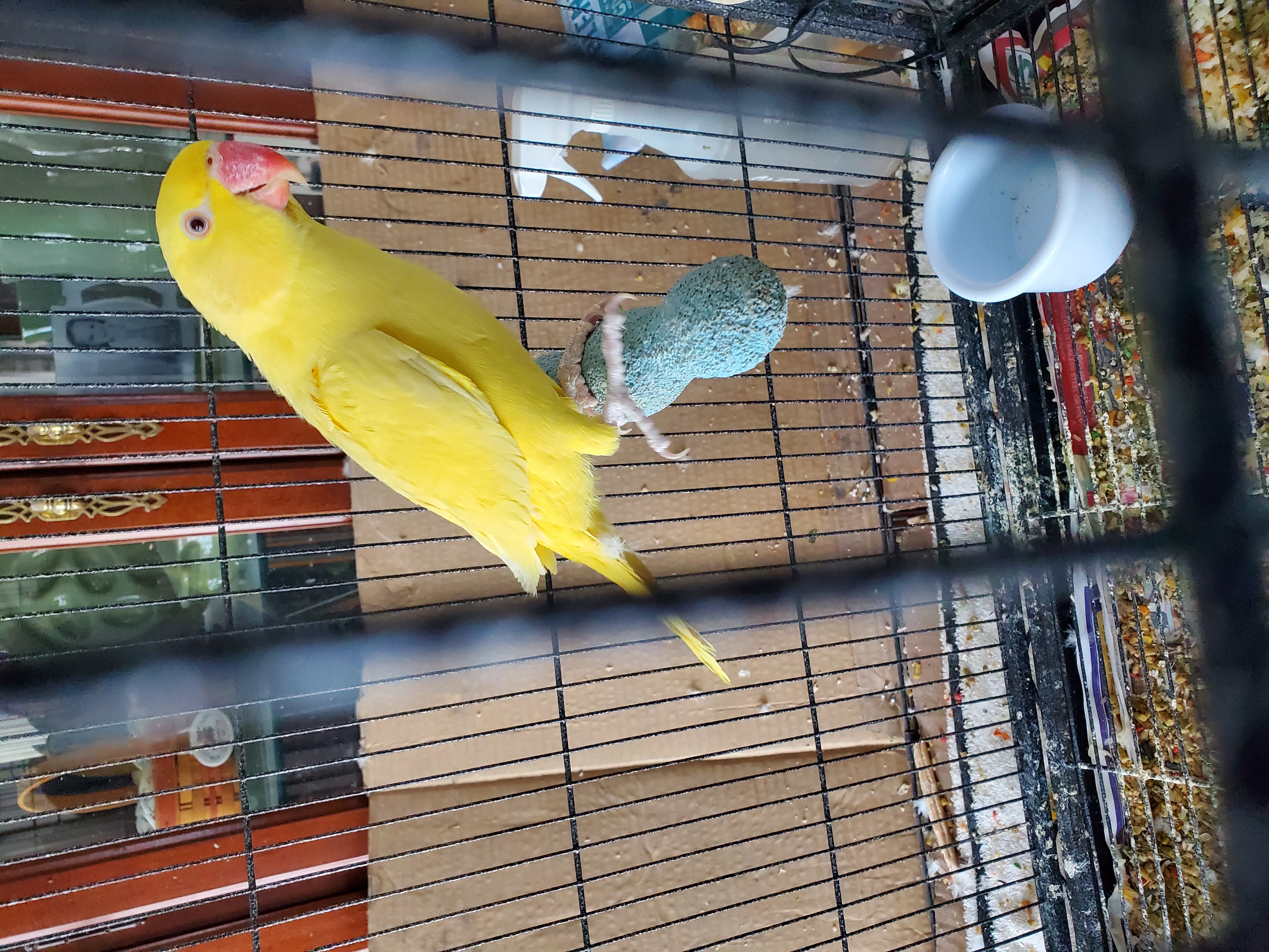 Indian Ringneck image 2