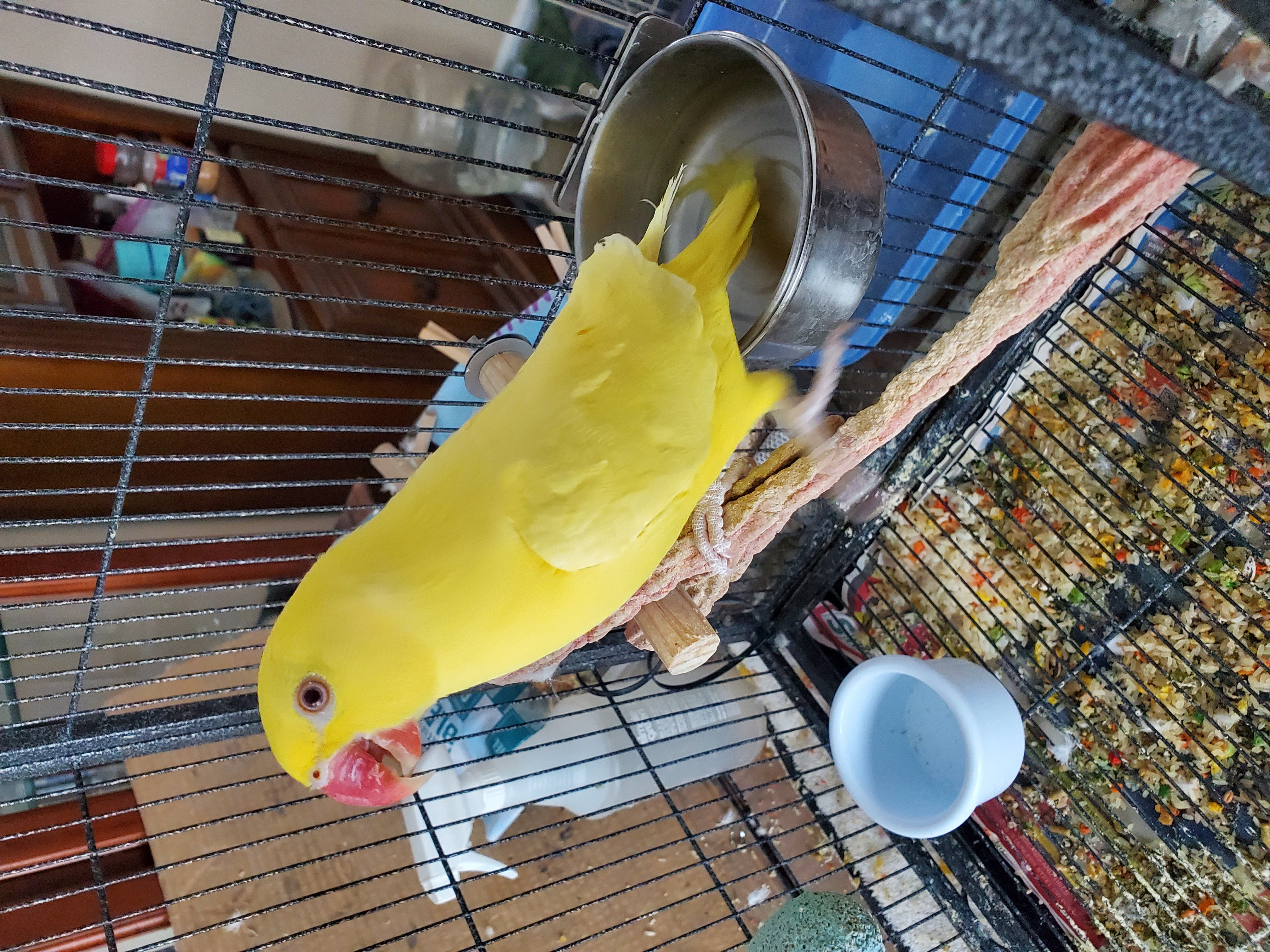 Indian Ringneck image 1