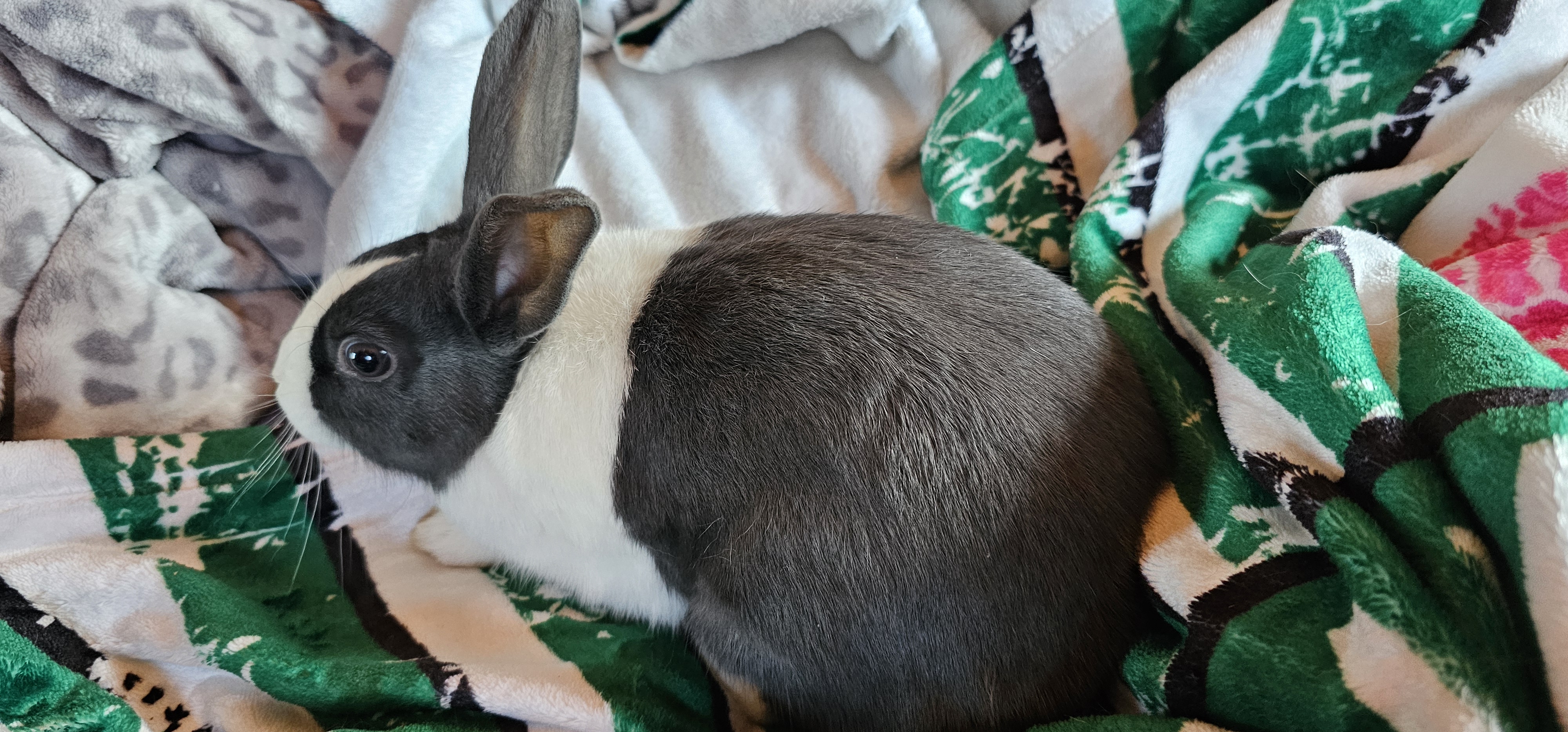 Dutch Dwarf Bunnies image 5