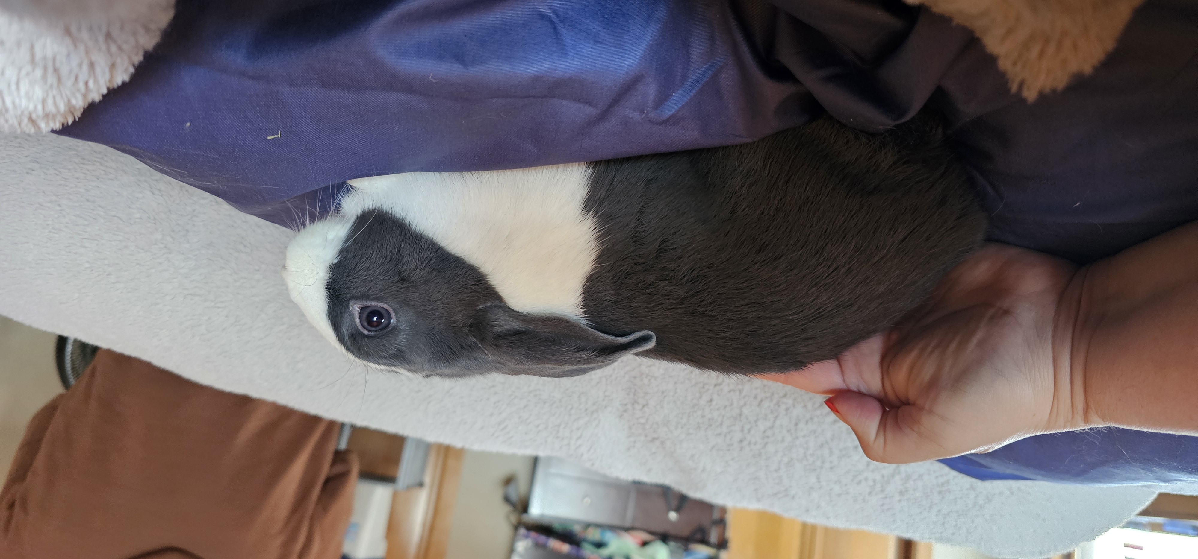 Dutch Dwarf Bunnies image 4