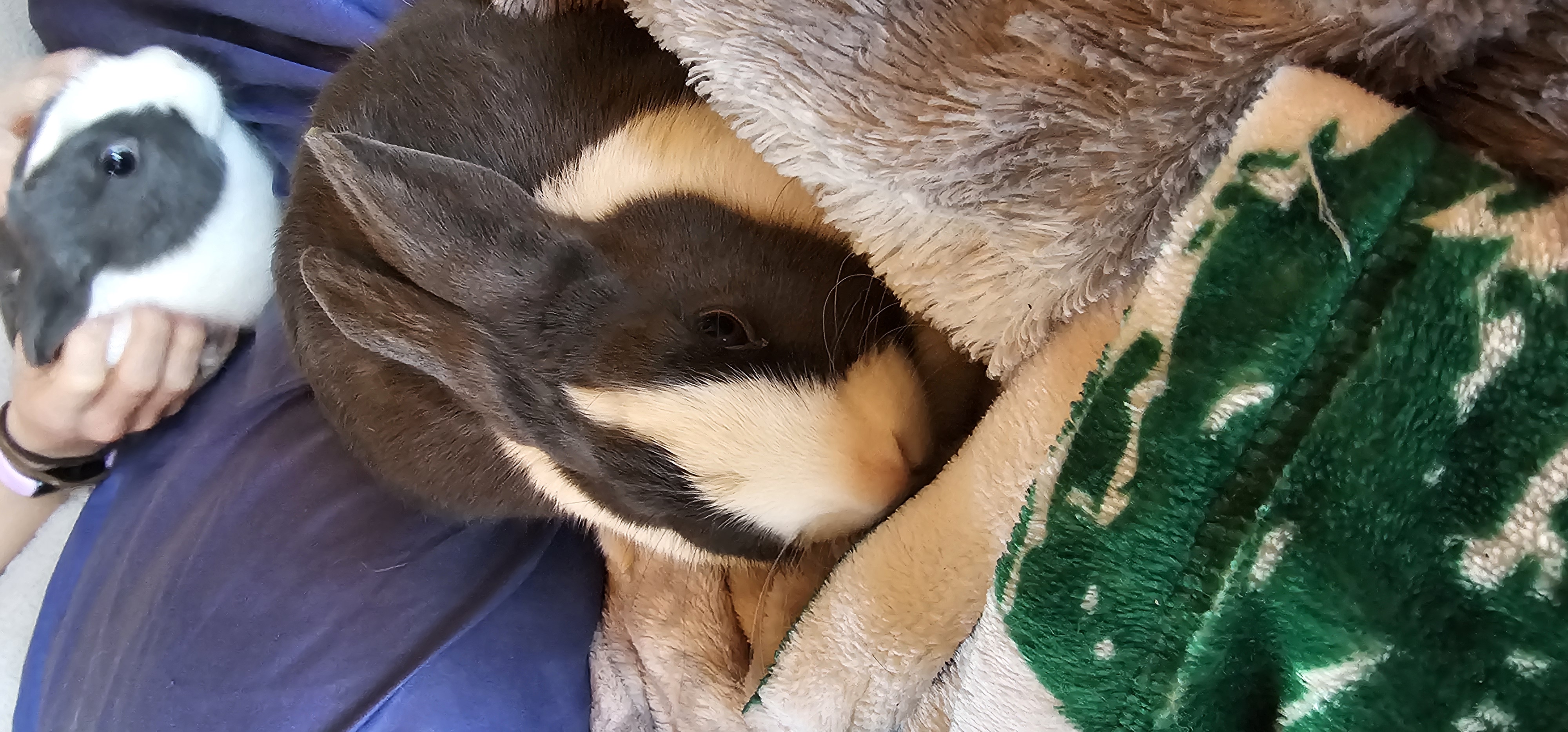 Dutch Dwarf Bunnies image 3