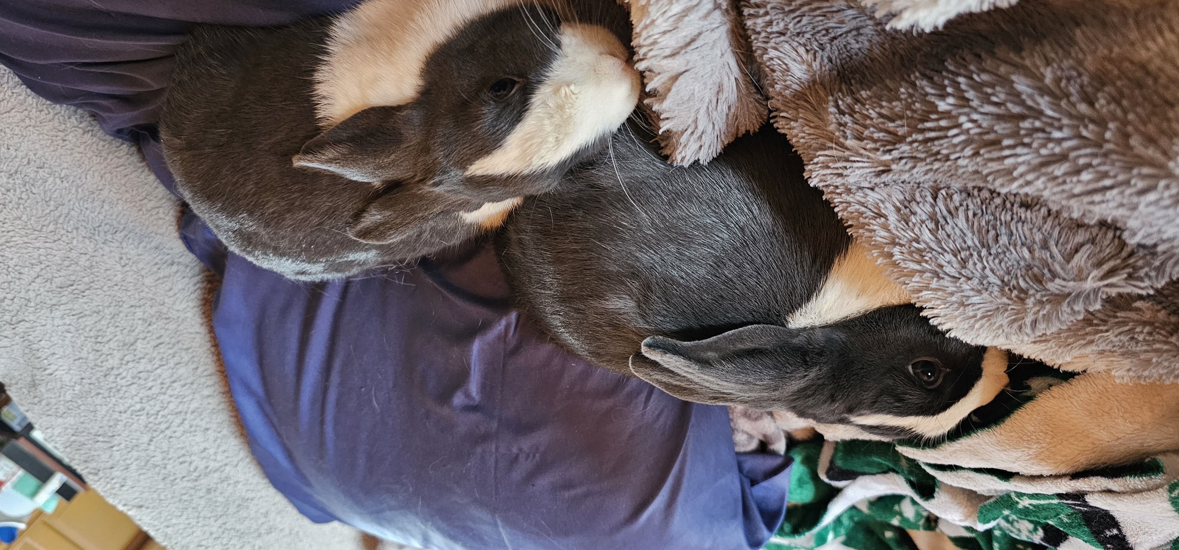 Dutch Dwarf Bunnies image 2