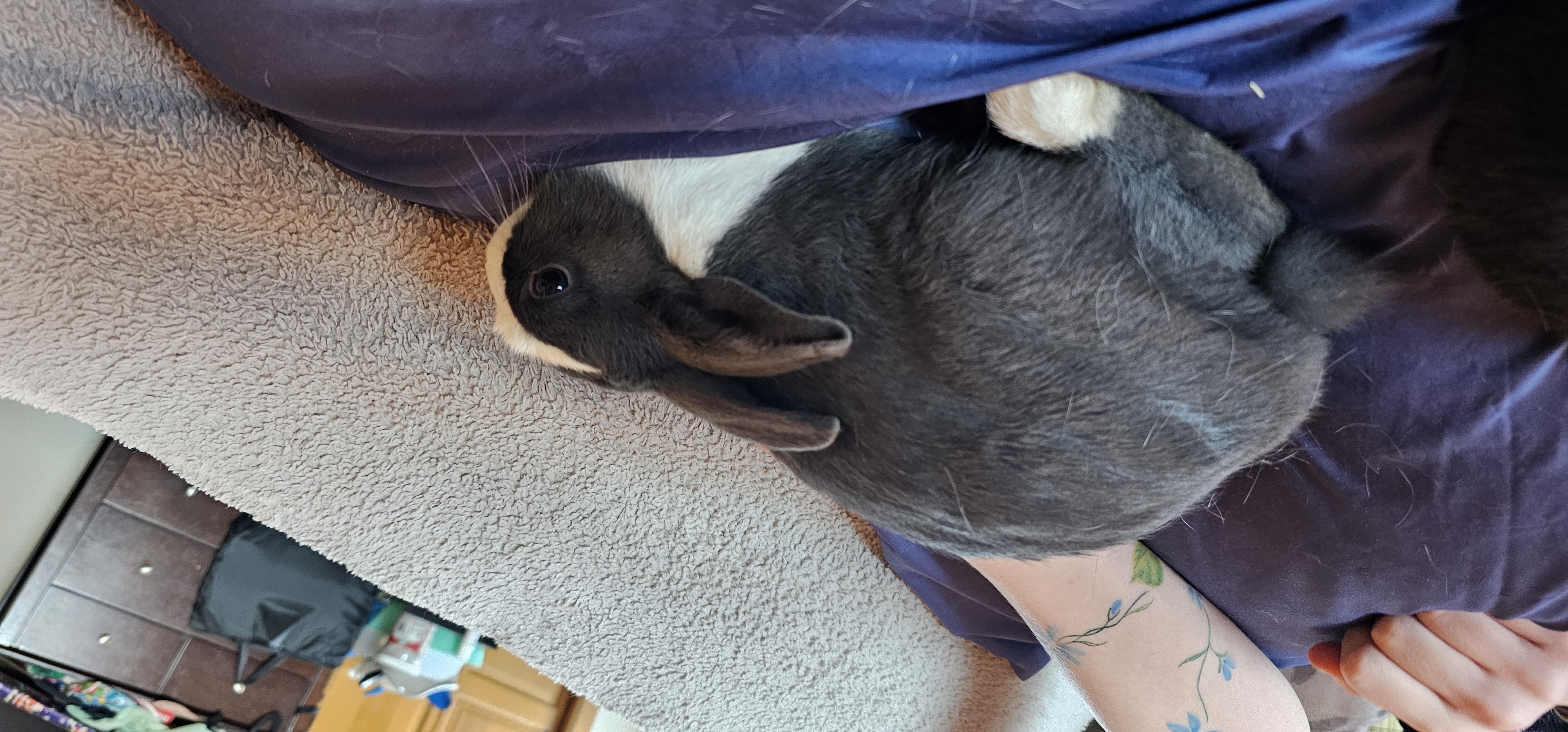 Dutch Dwarf Bunnies image 1