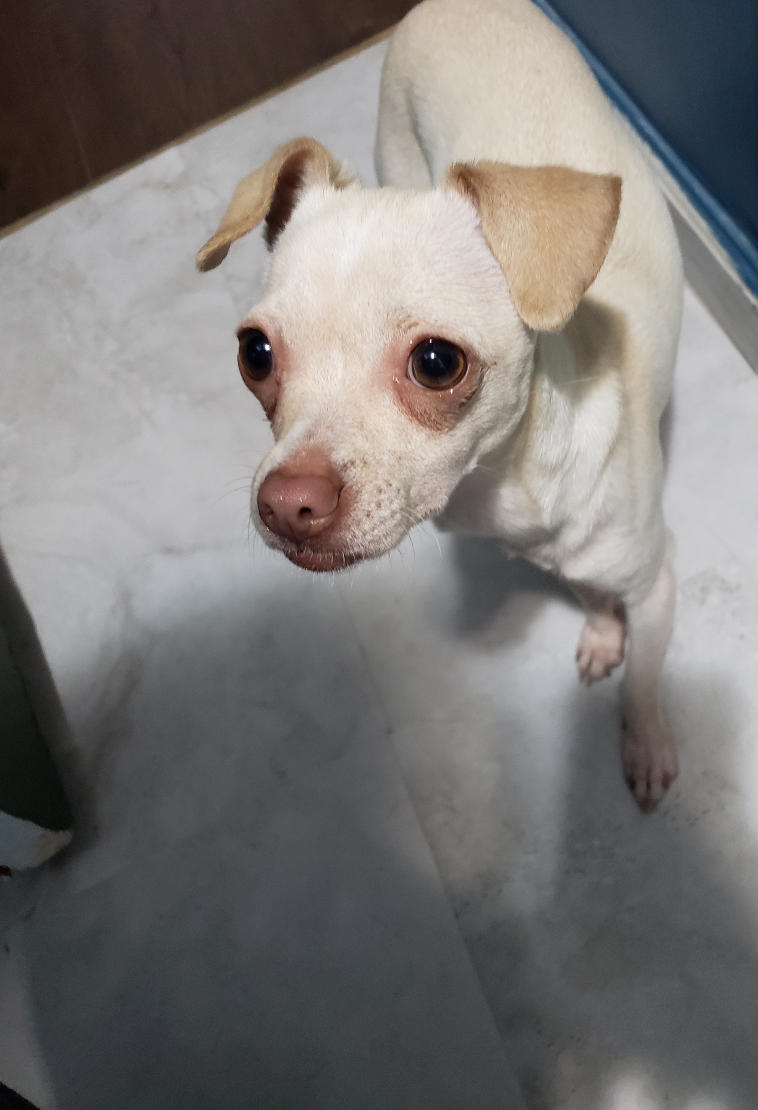 Chihuahua image 1
