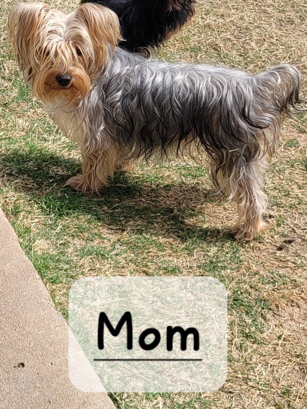 Yorkie Puppies image 5