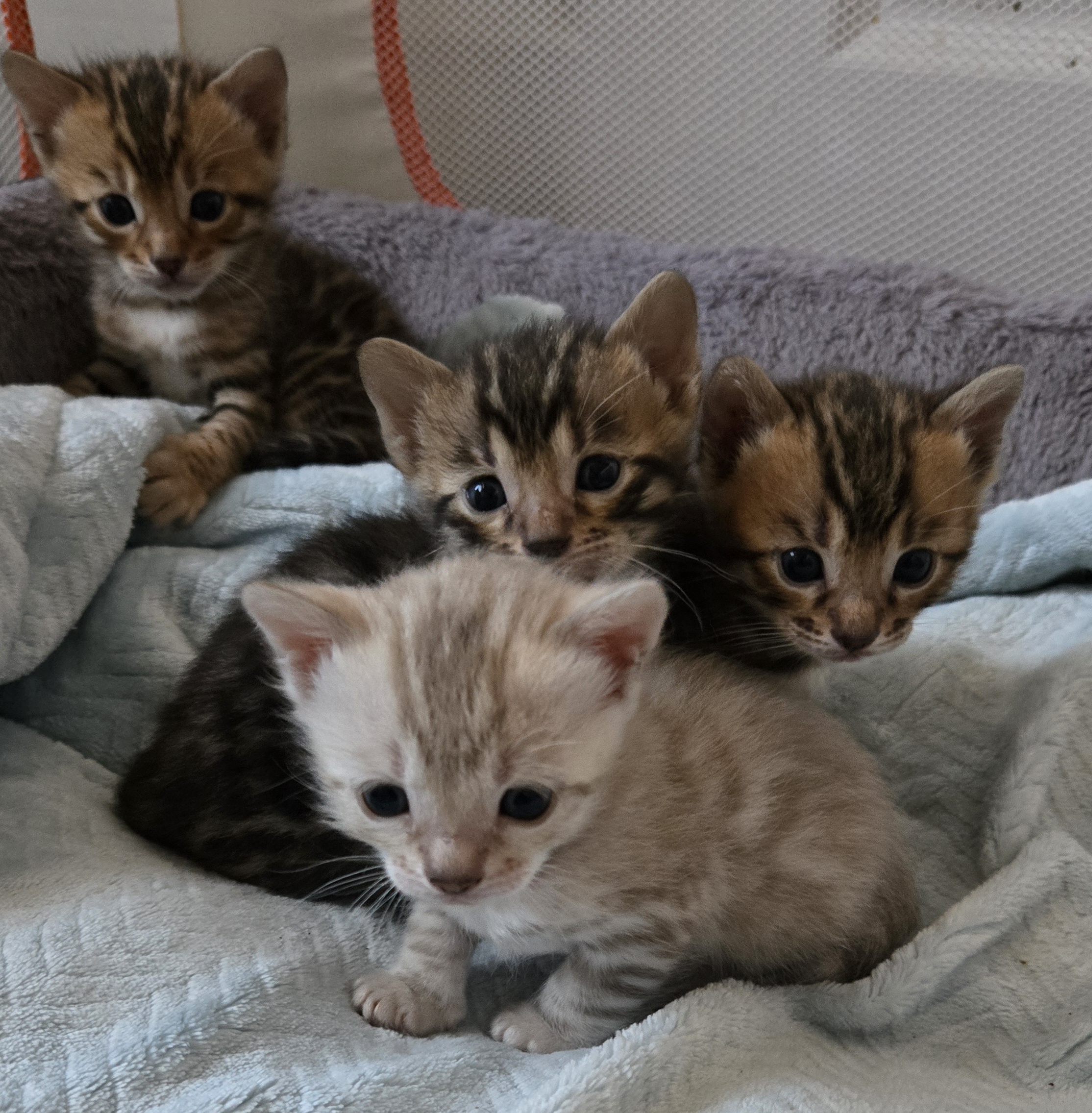 Snow and Brown Bengal Kittens image 1