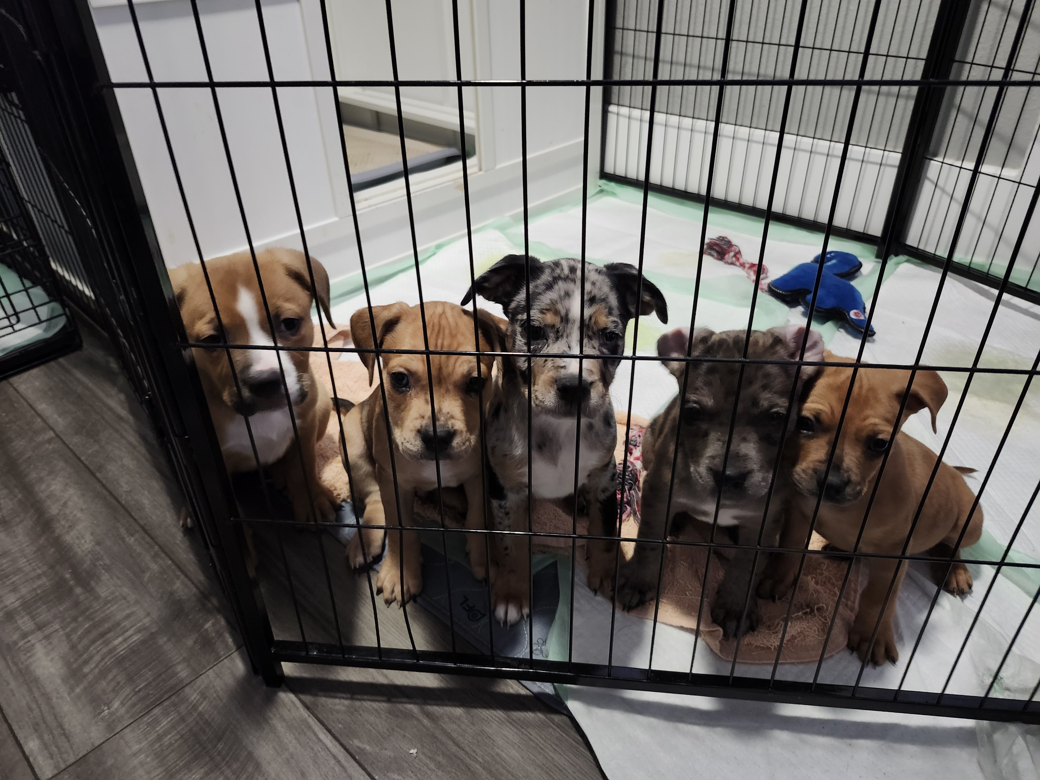 Pocket  Bully Heeler Puppies image 3