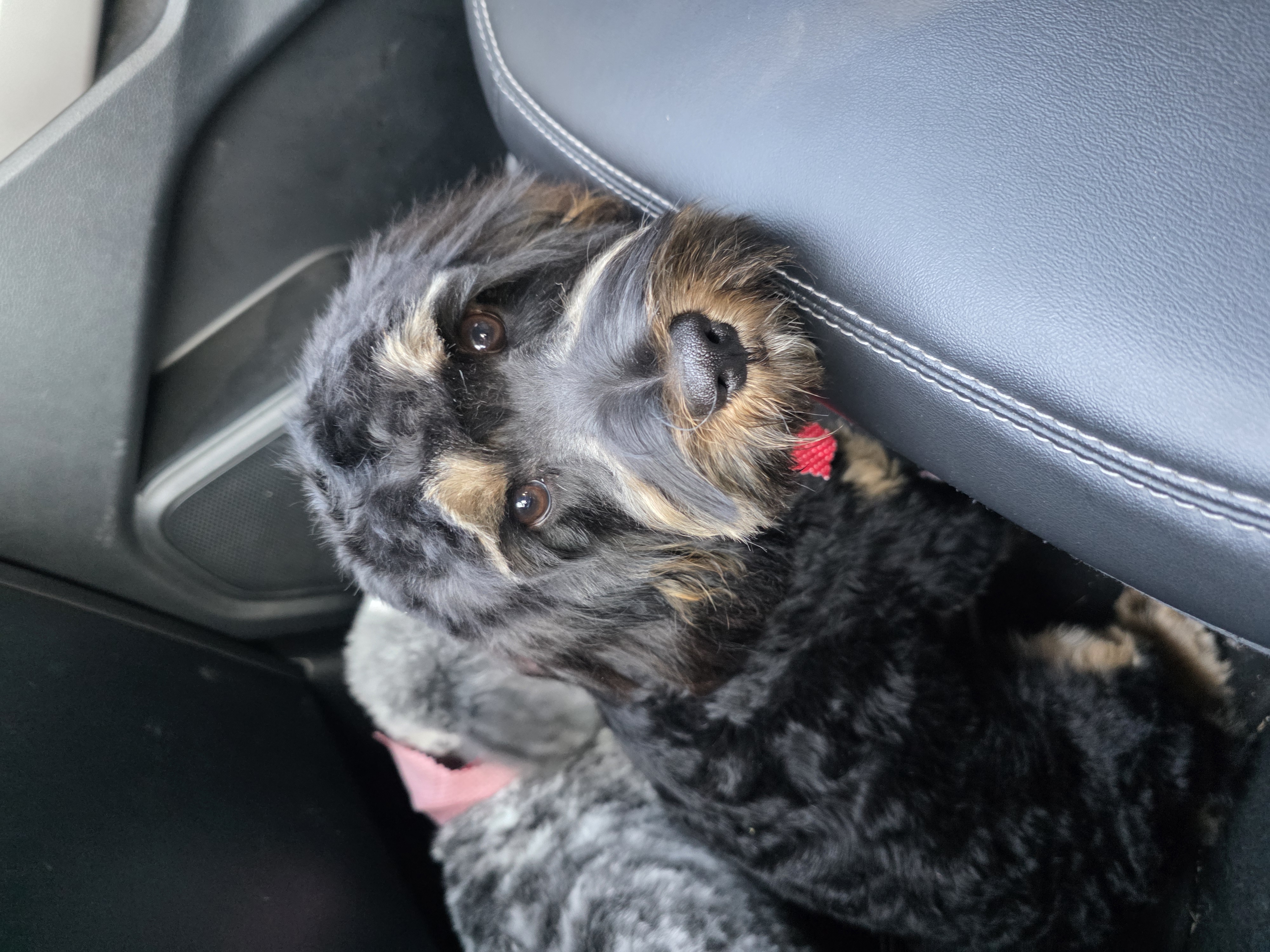 Cavapoo image 4