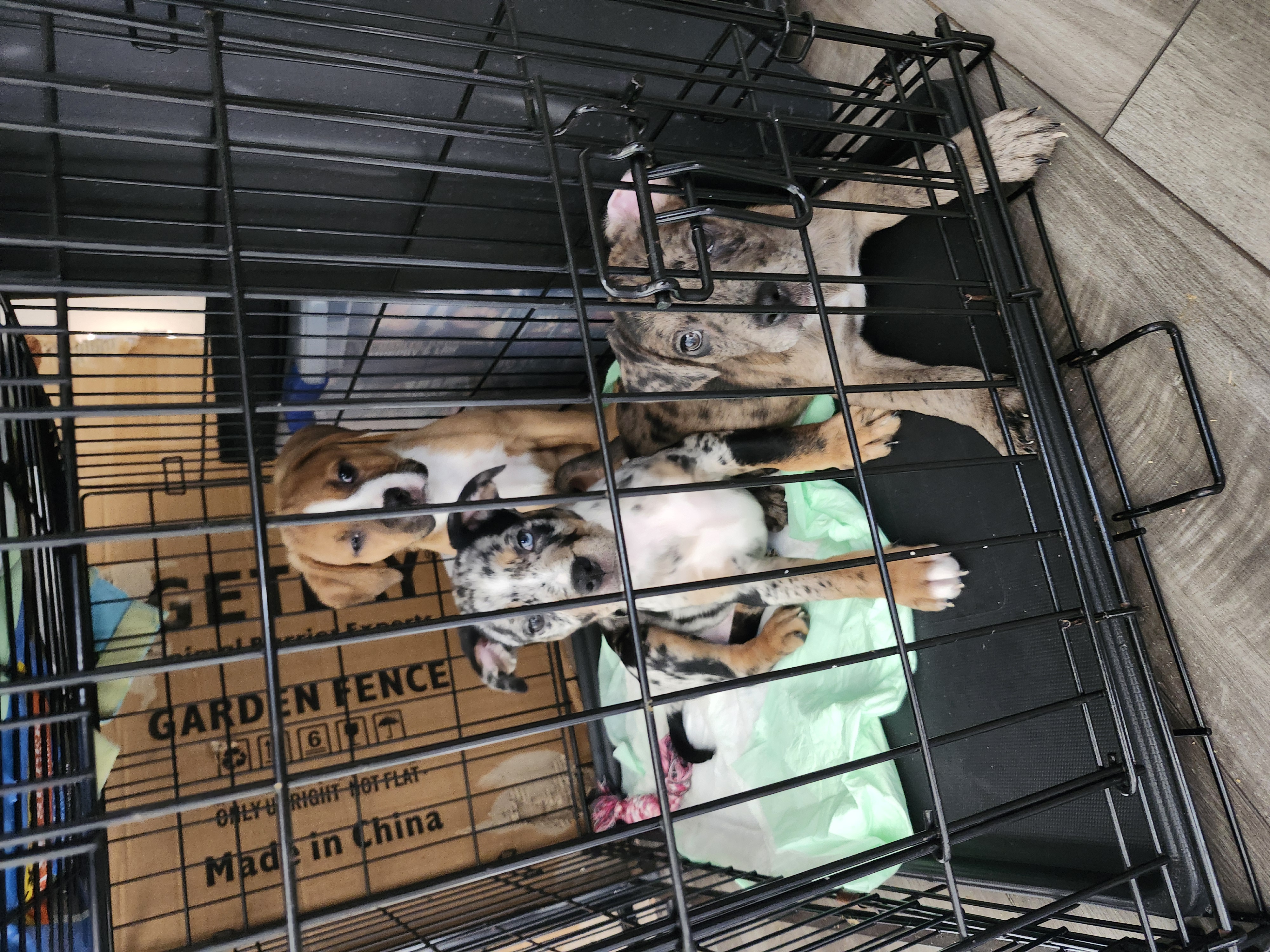 Pocket  Bully Heeler Puppies image 2