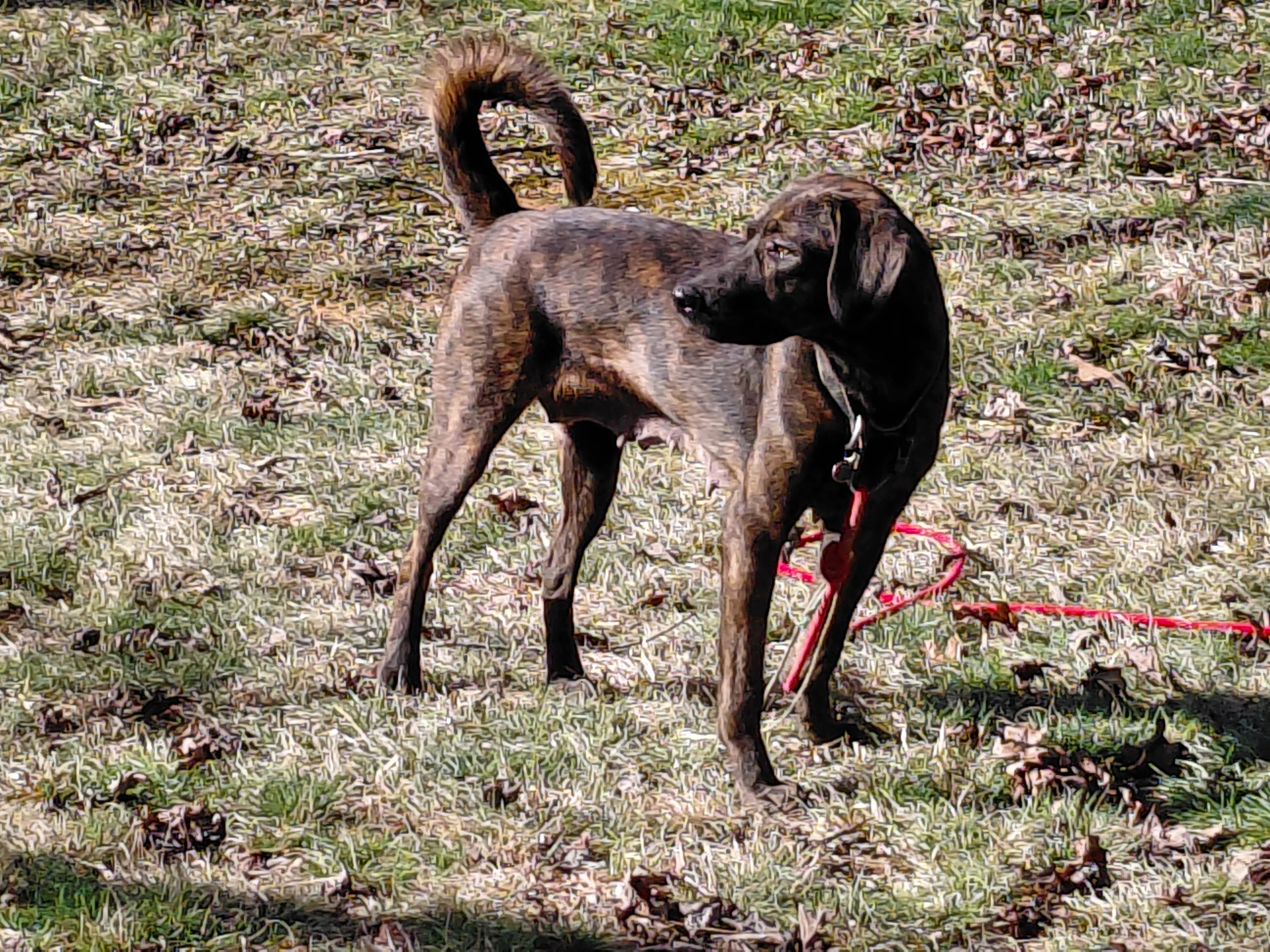 1 year old Plott Hound mix 42lbs image 1