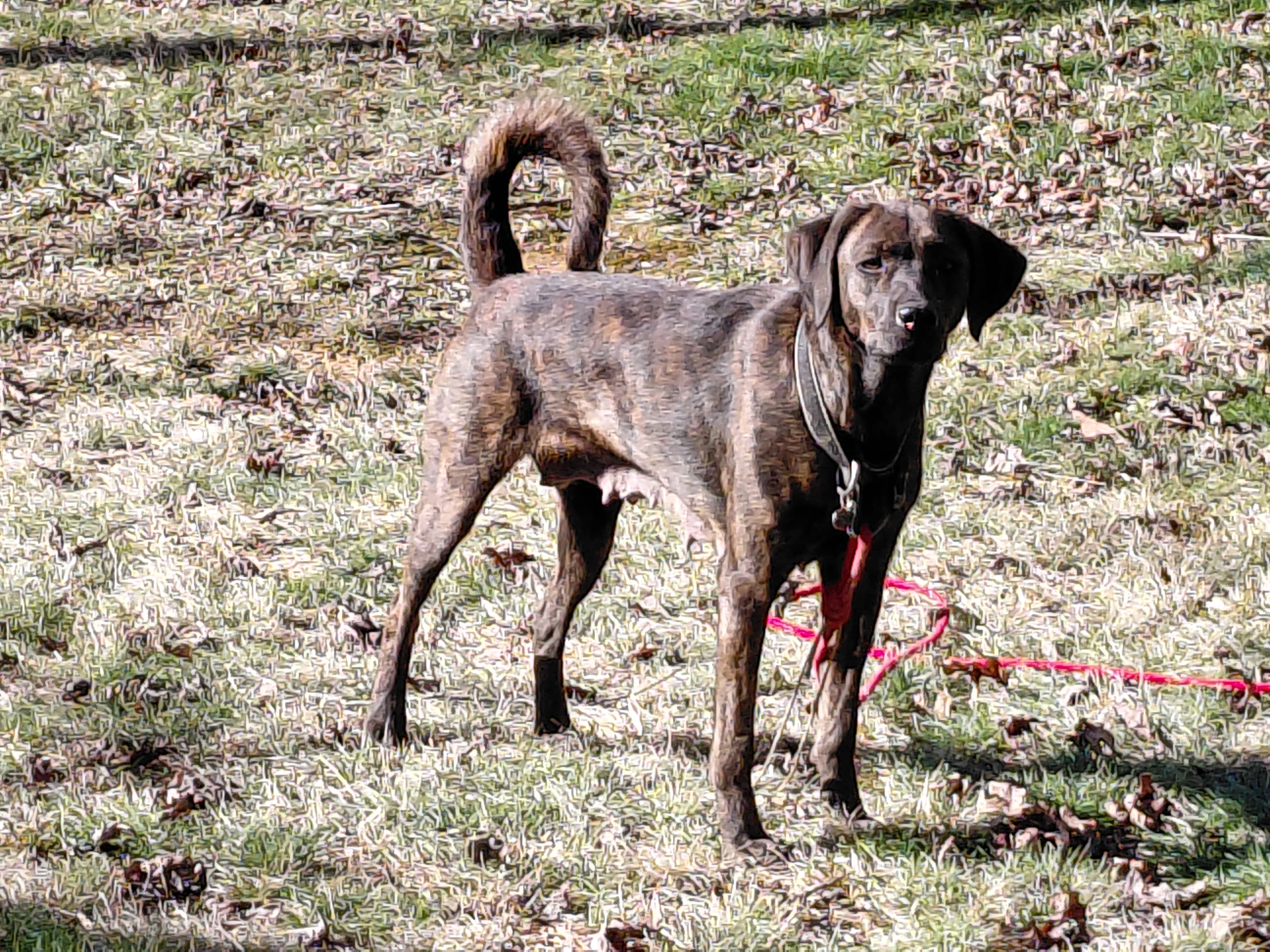 1 year old Plott Hound mix 42lbs image 2