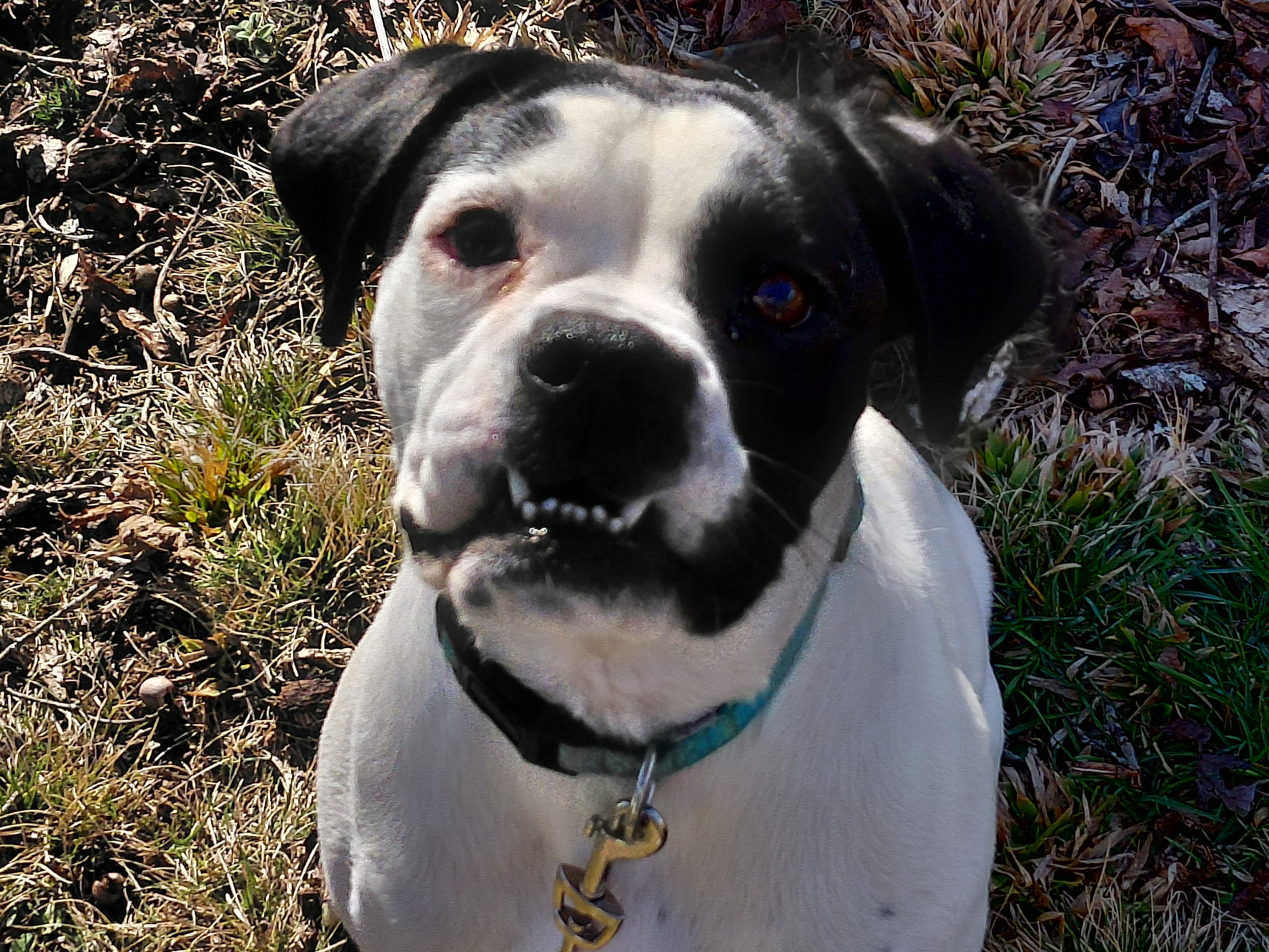 1 year old Boxer Mix 50lbs image 2