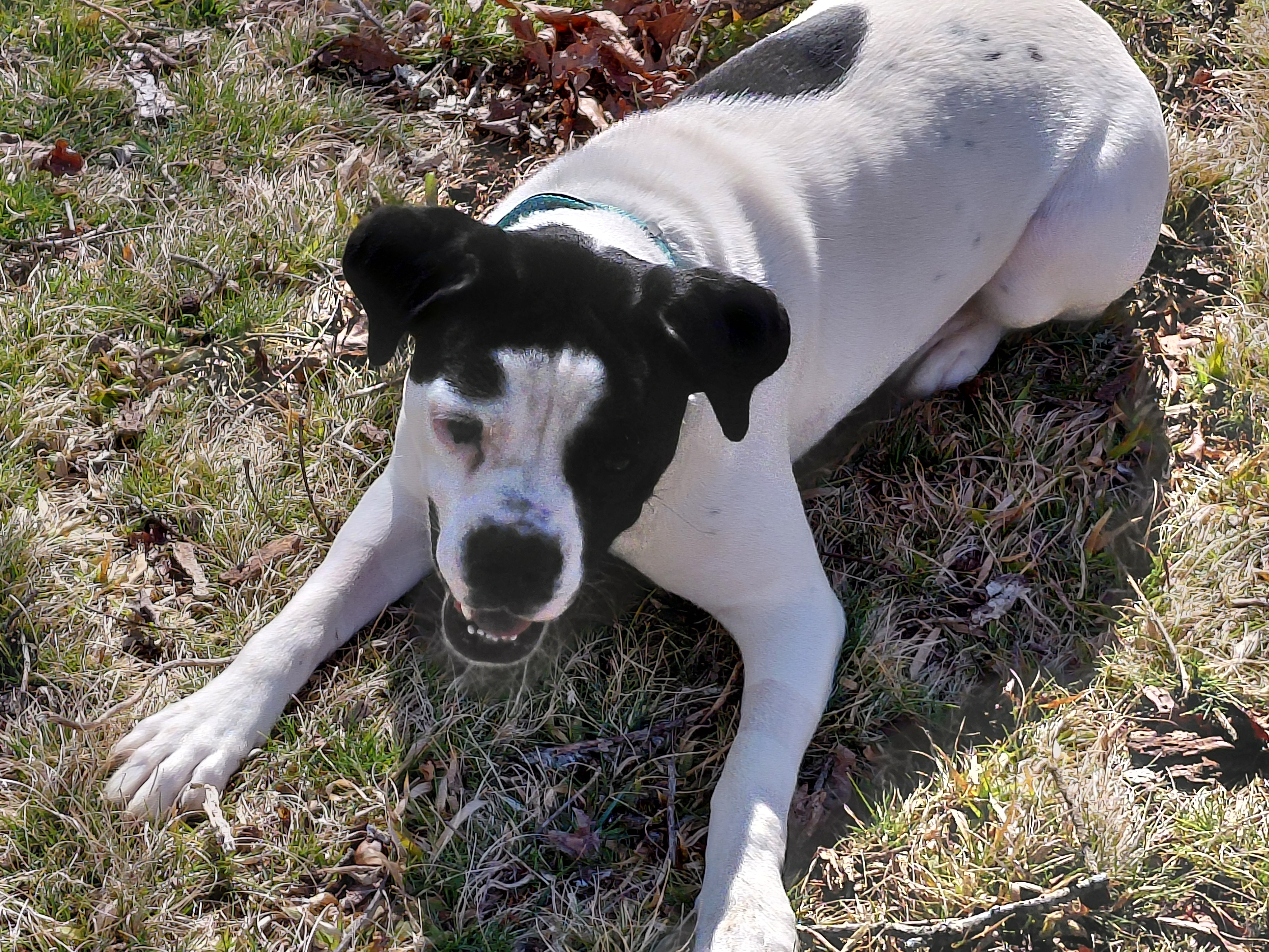 1 year old Boxer Mix 50lbs image 1