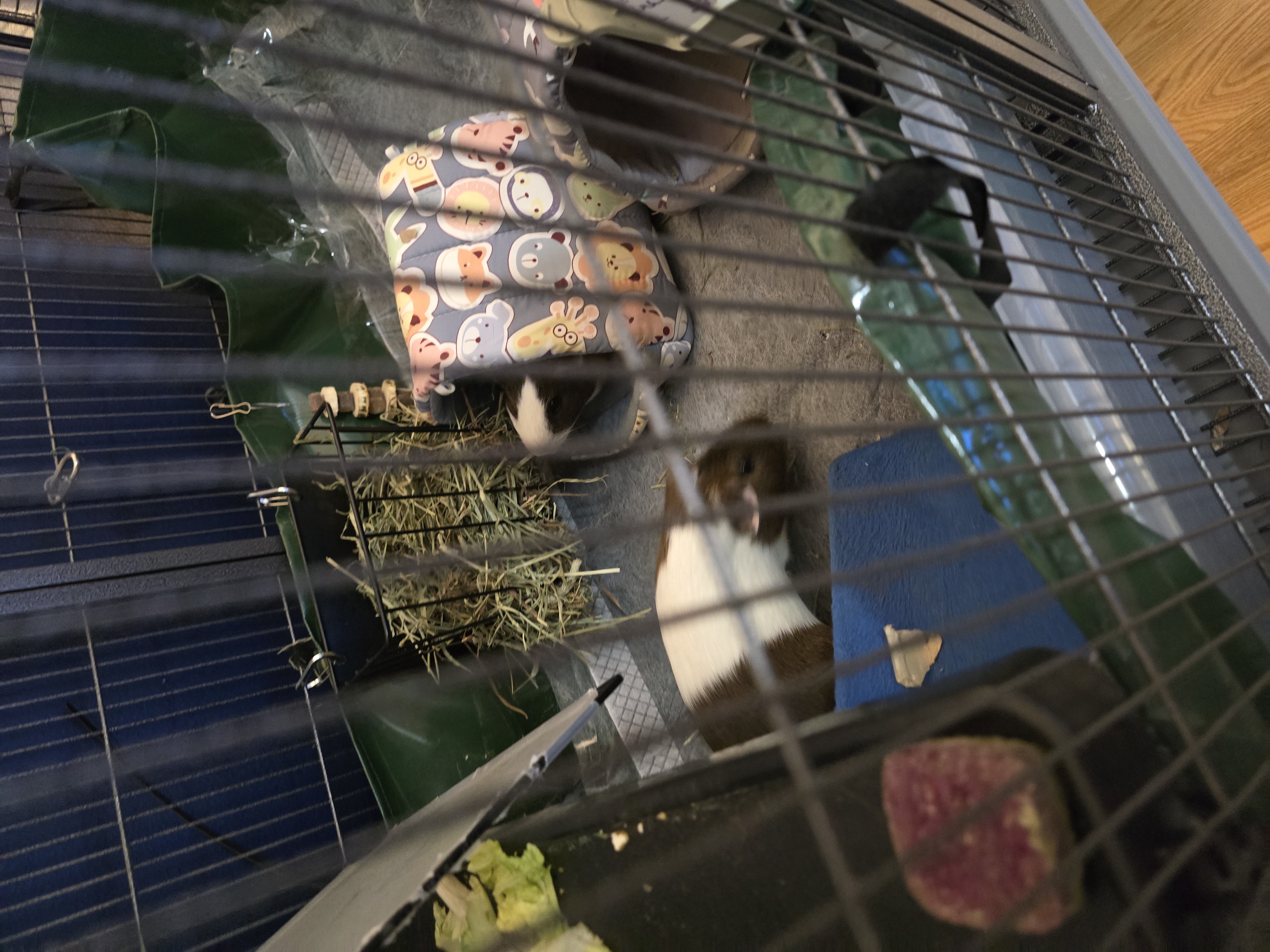 2 female guinea pigs both almost 1 year old image 3