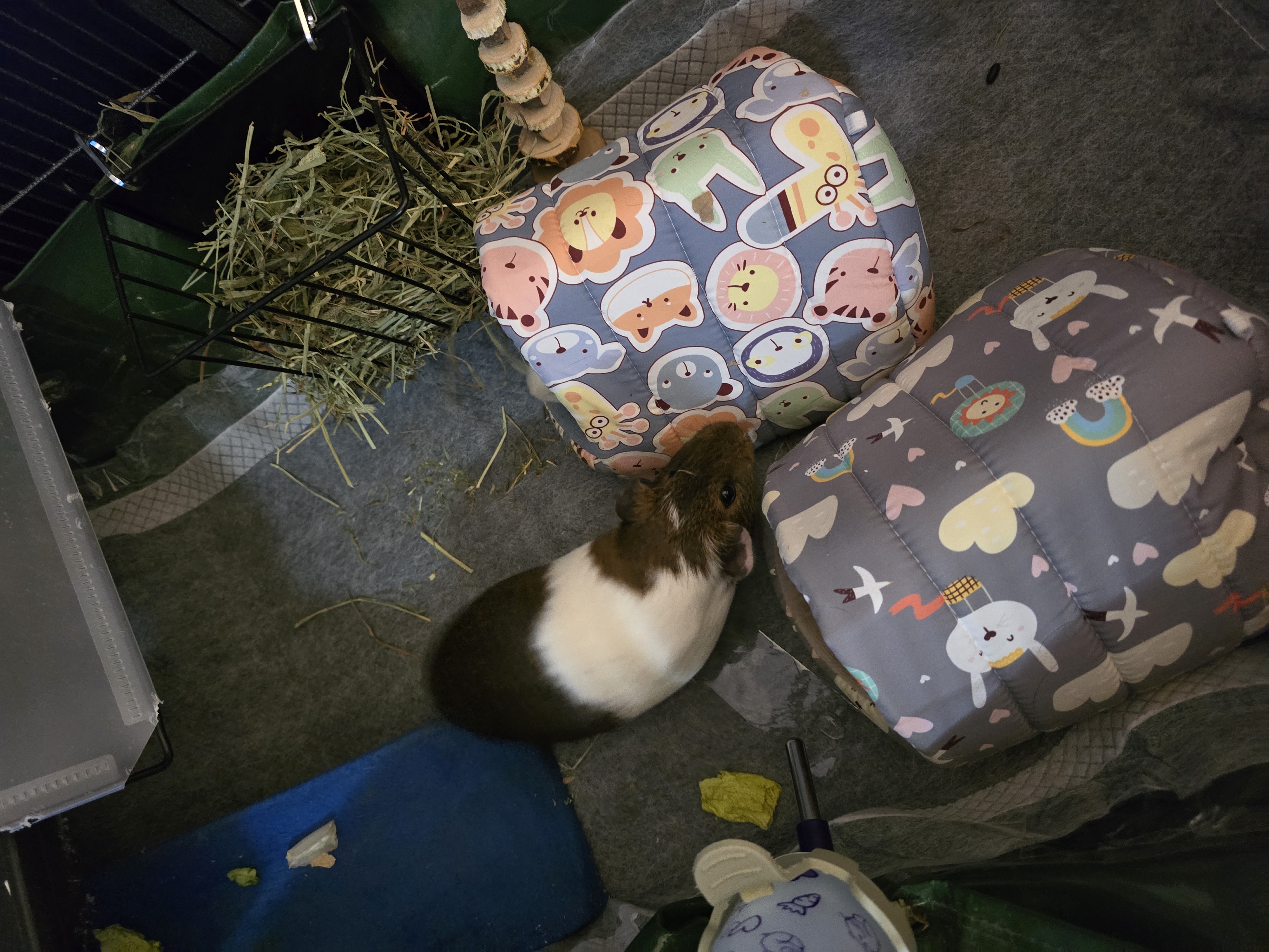 2 female guinea pigs both almost 1 year old image 5